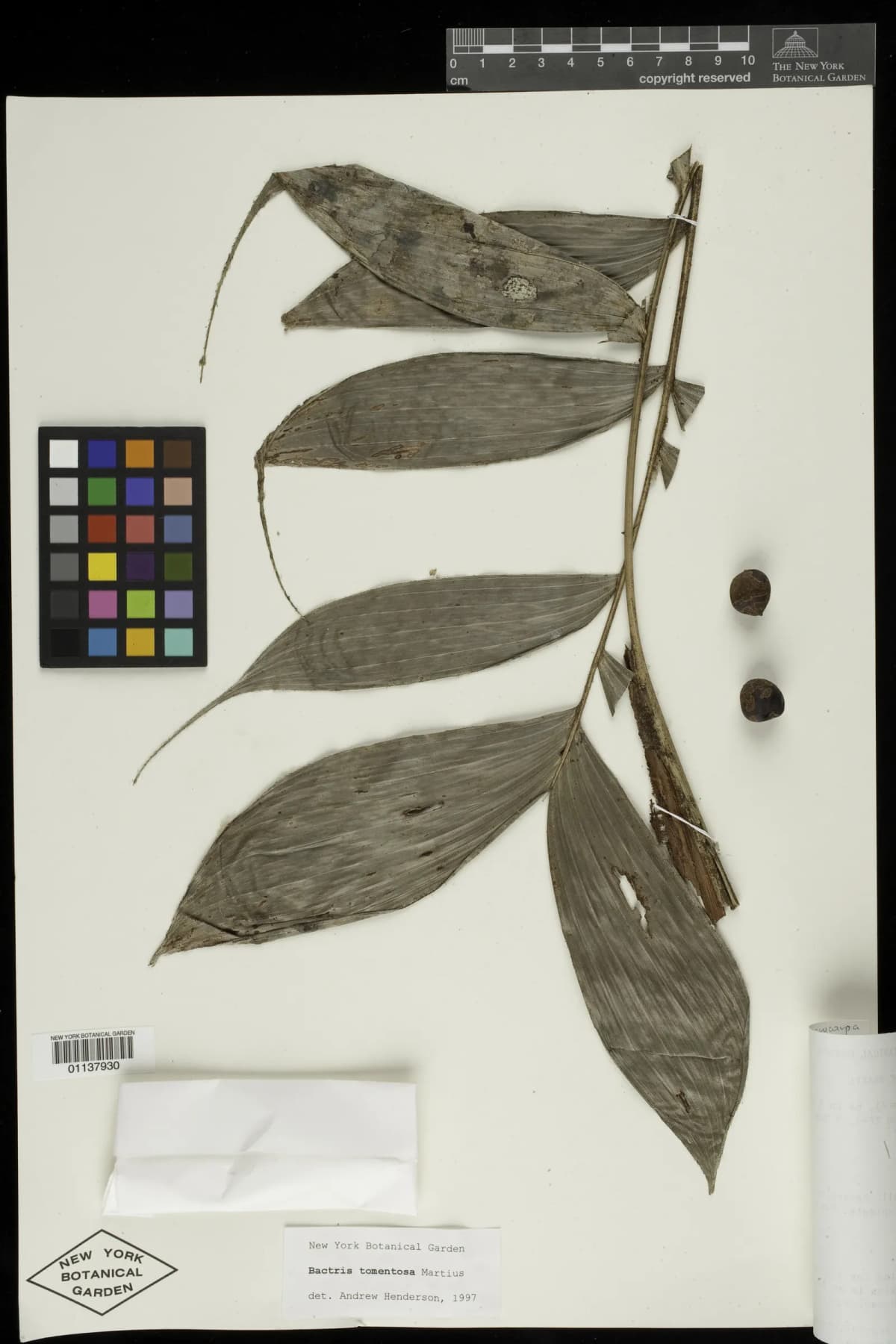 Botanical specimen of Bactris Tomentosa.