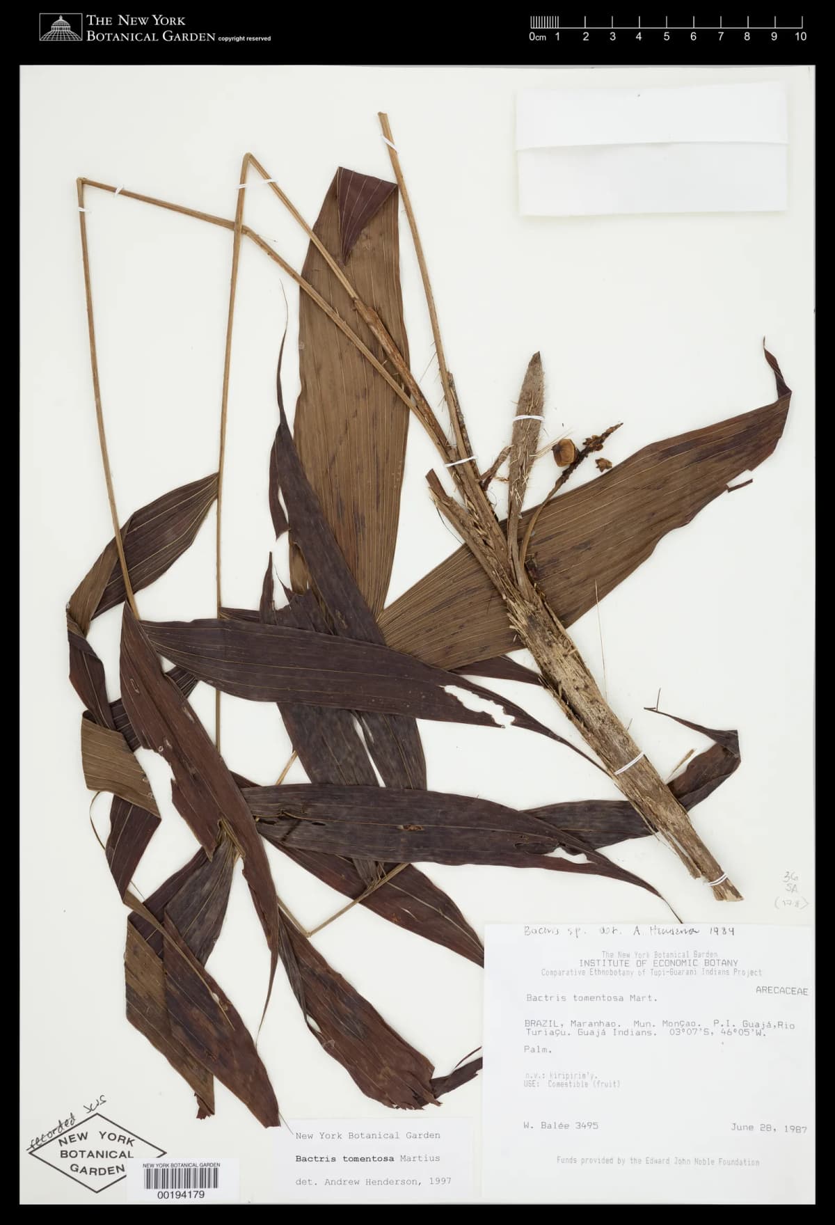 Botanical specimen of Bactris Tomentosa.