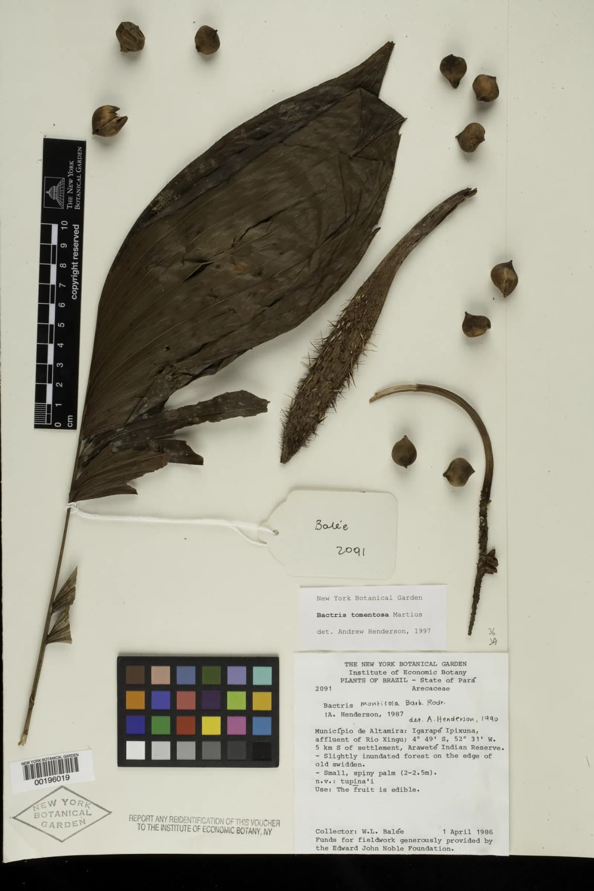 Botanical specimen of Bactris Tomentosa.