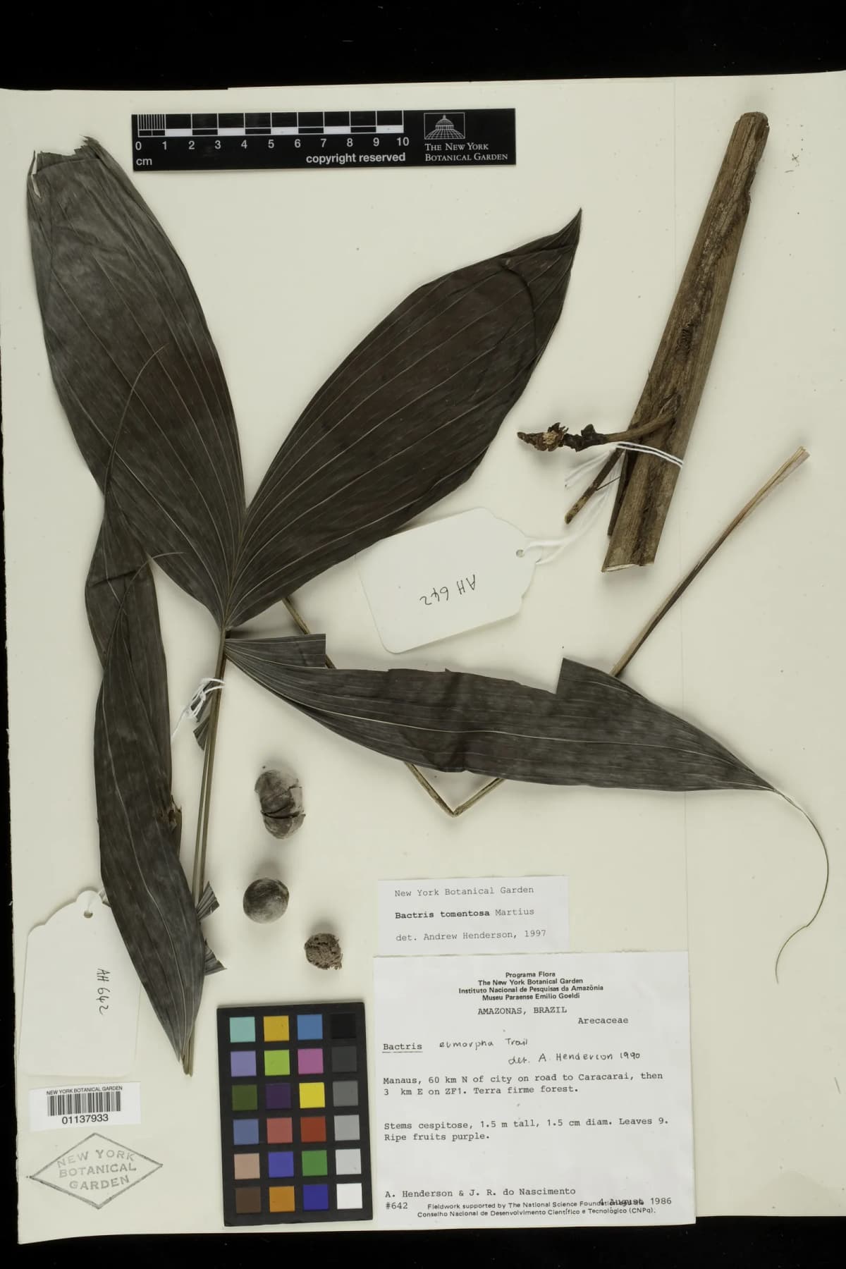 Botanical specimen of Bactris Tomentosa.