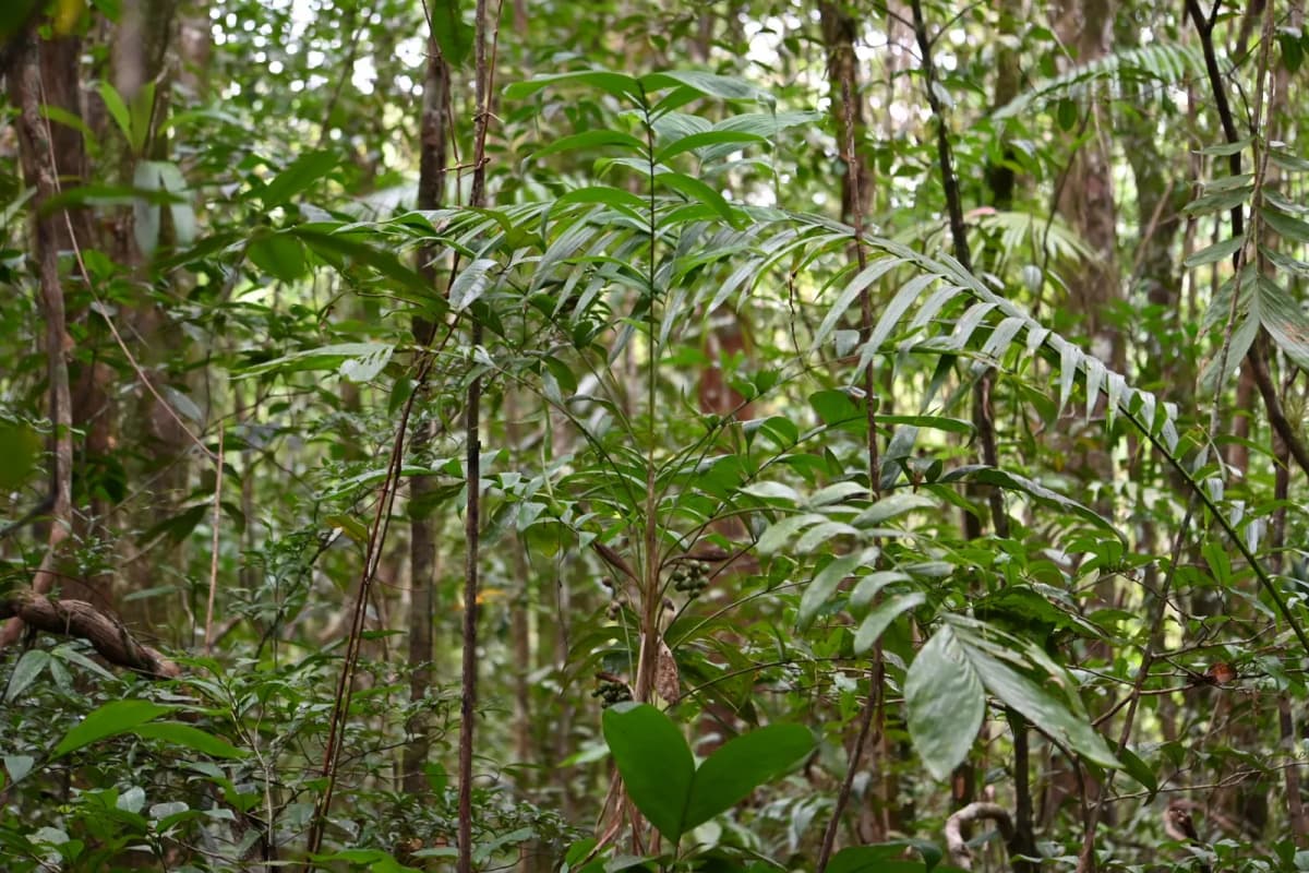 Botanical specimen of Bactris Tomentosa.