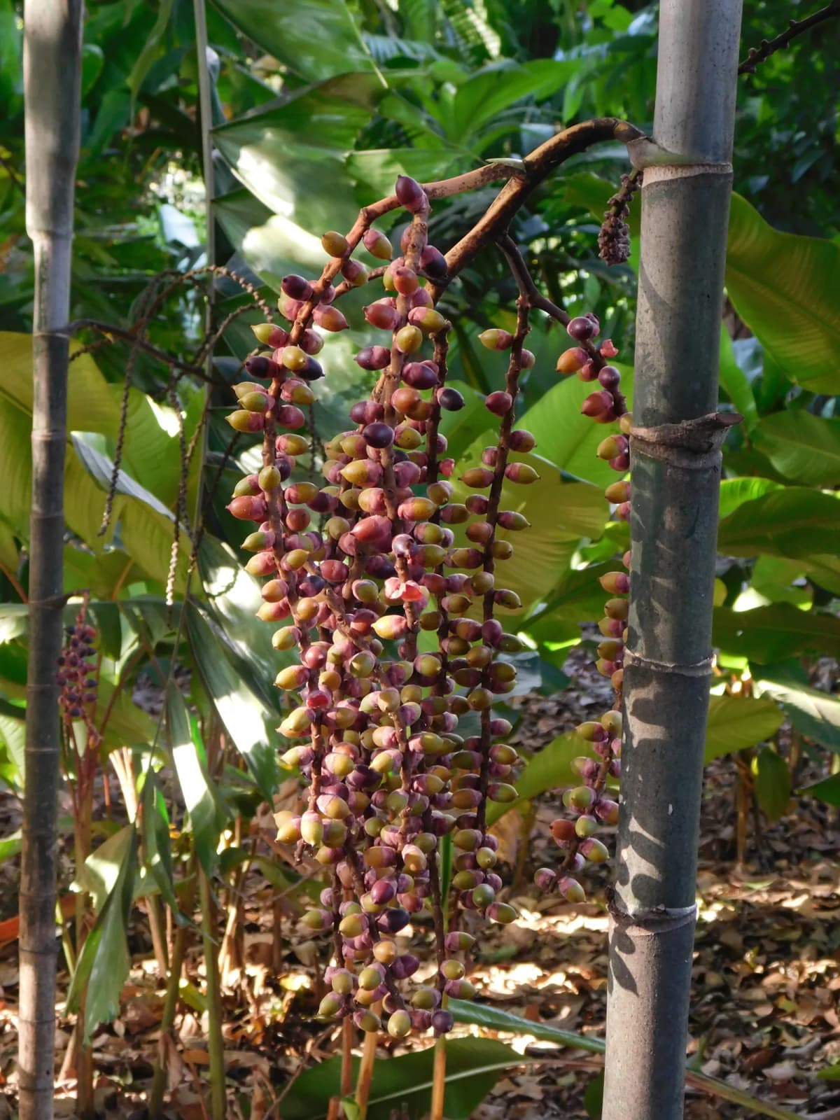 Botanical specimen of Balaka Longirostris.