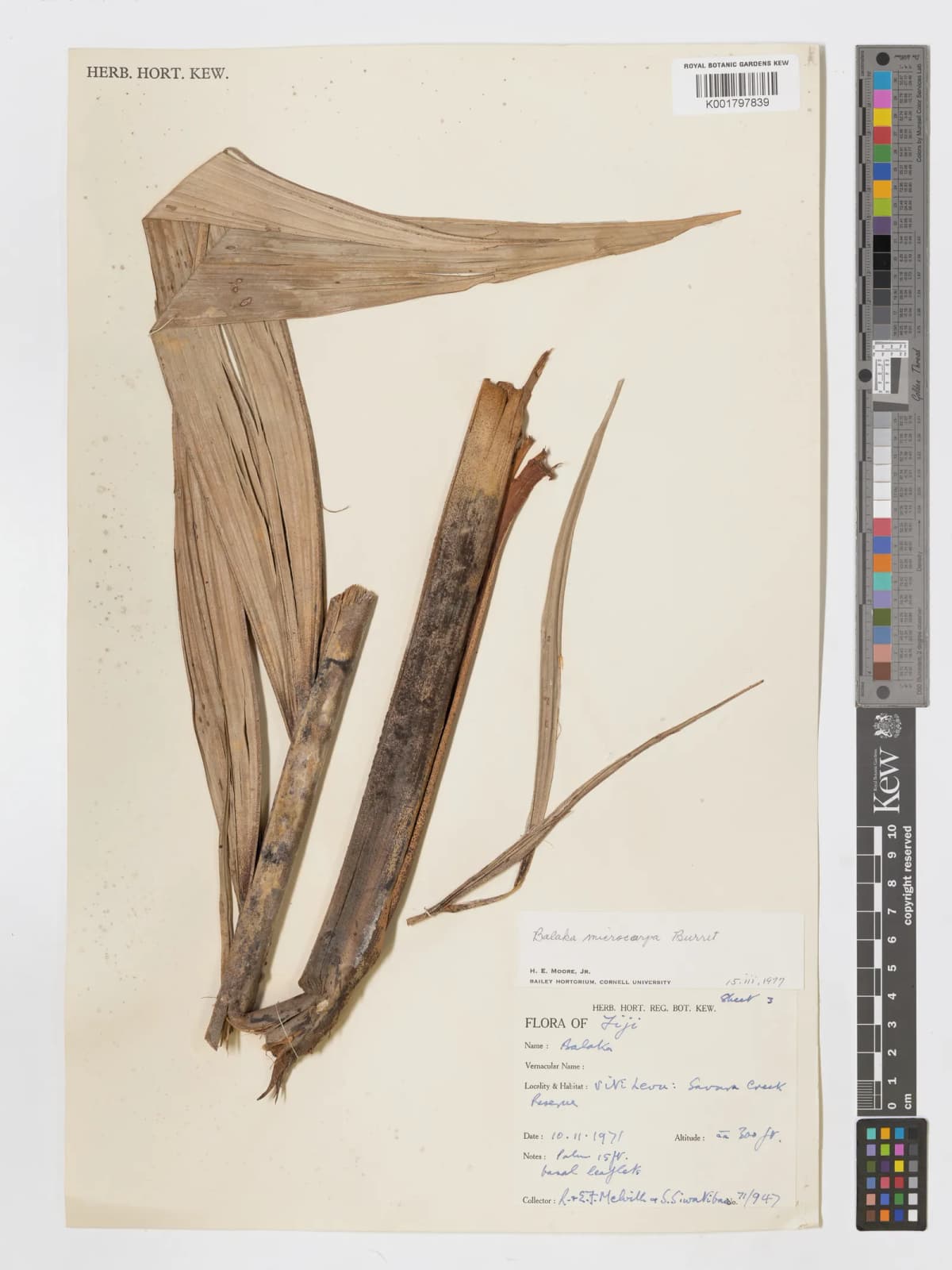 Botanical specimen of Balaka Macrocarpa.