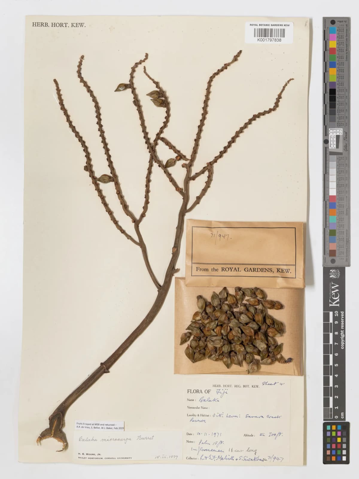 Botanical specimen of Balaka Macrocarpa.