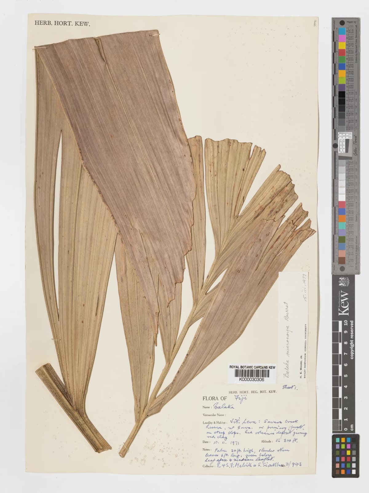 Botanical specimen of Balaka Microcarpa.