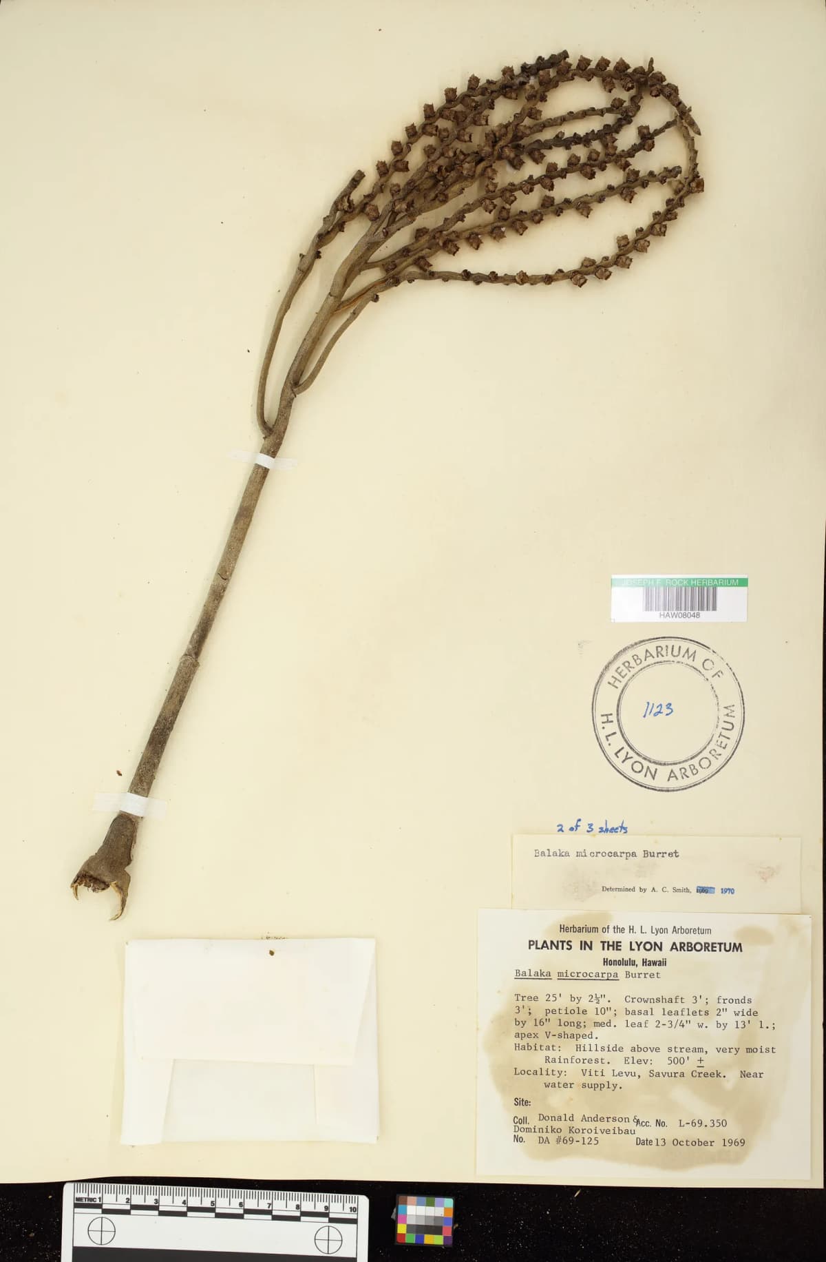 Botanical specimen of Balaka Microcarpa.