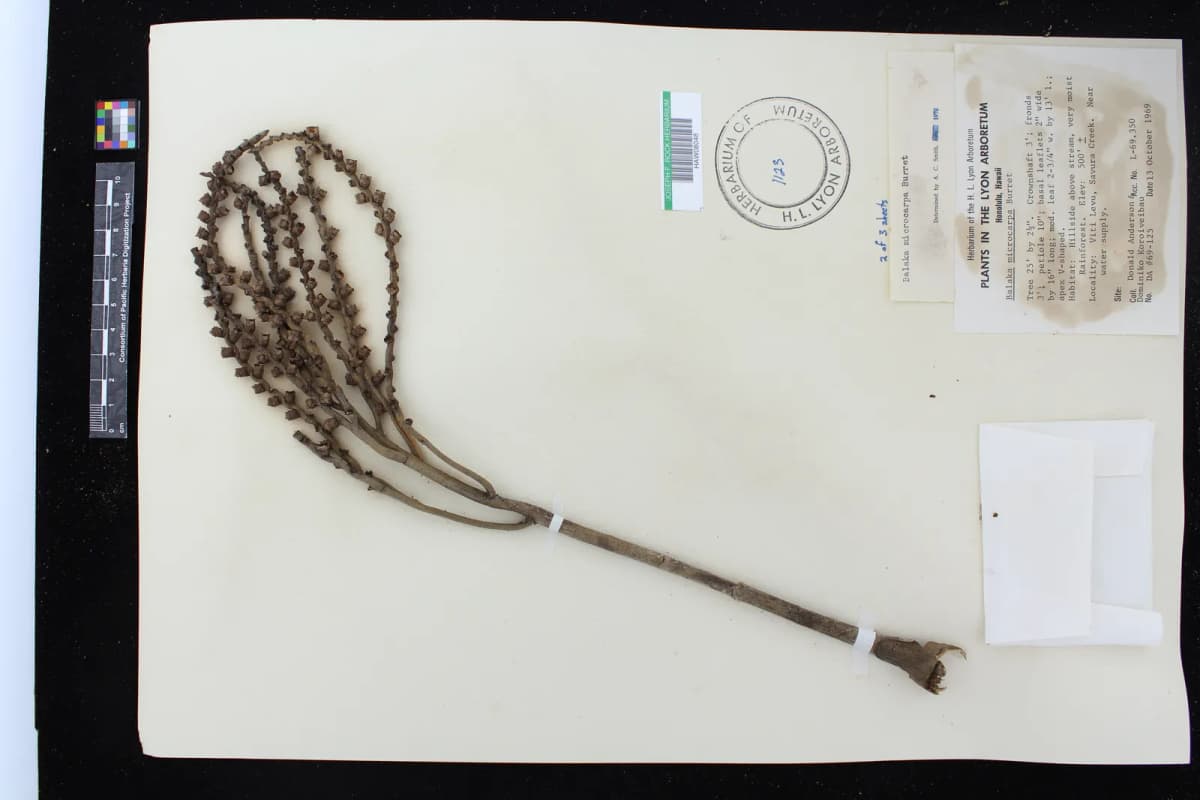 Botanical specimen of Balaka Microcarpa.