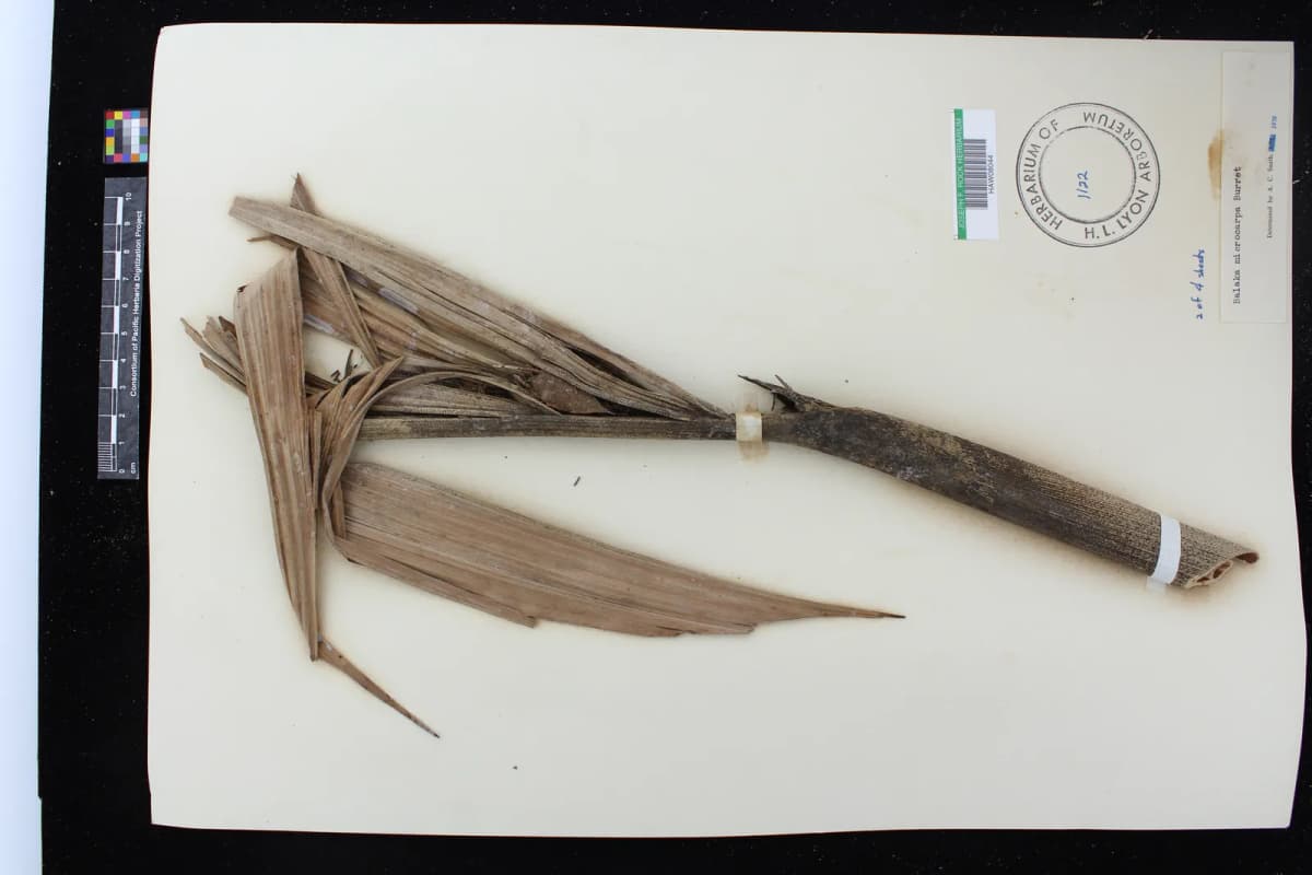 Botanical specimen of Balaka Microcarpa.