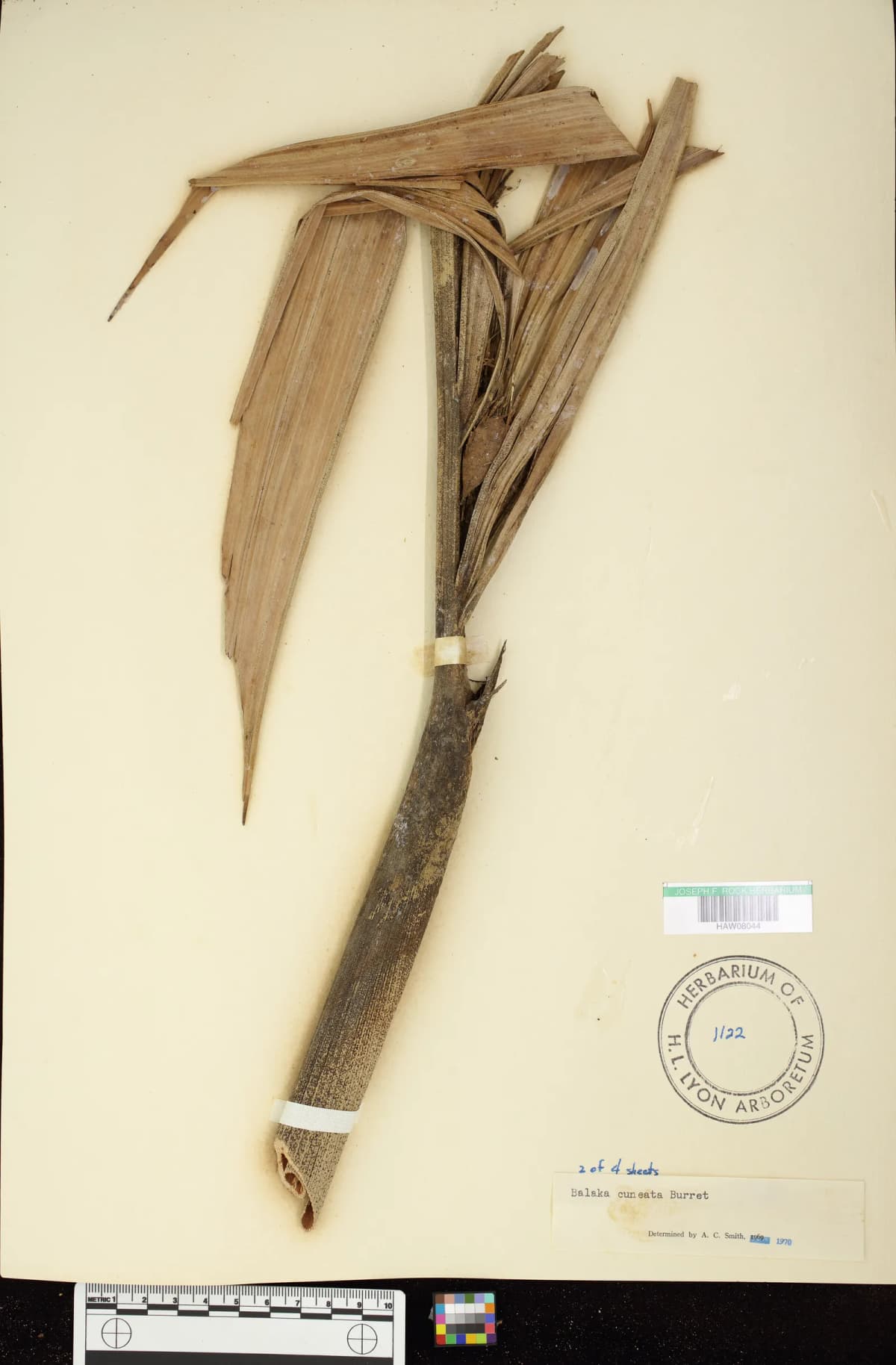 Botanical specimen of Balaka Microcarpa.