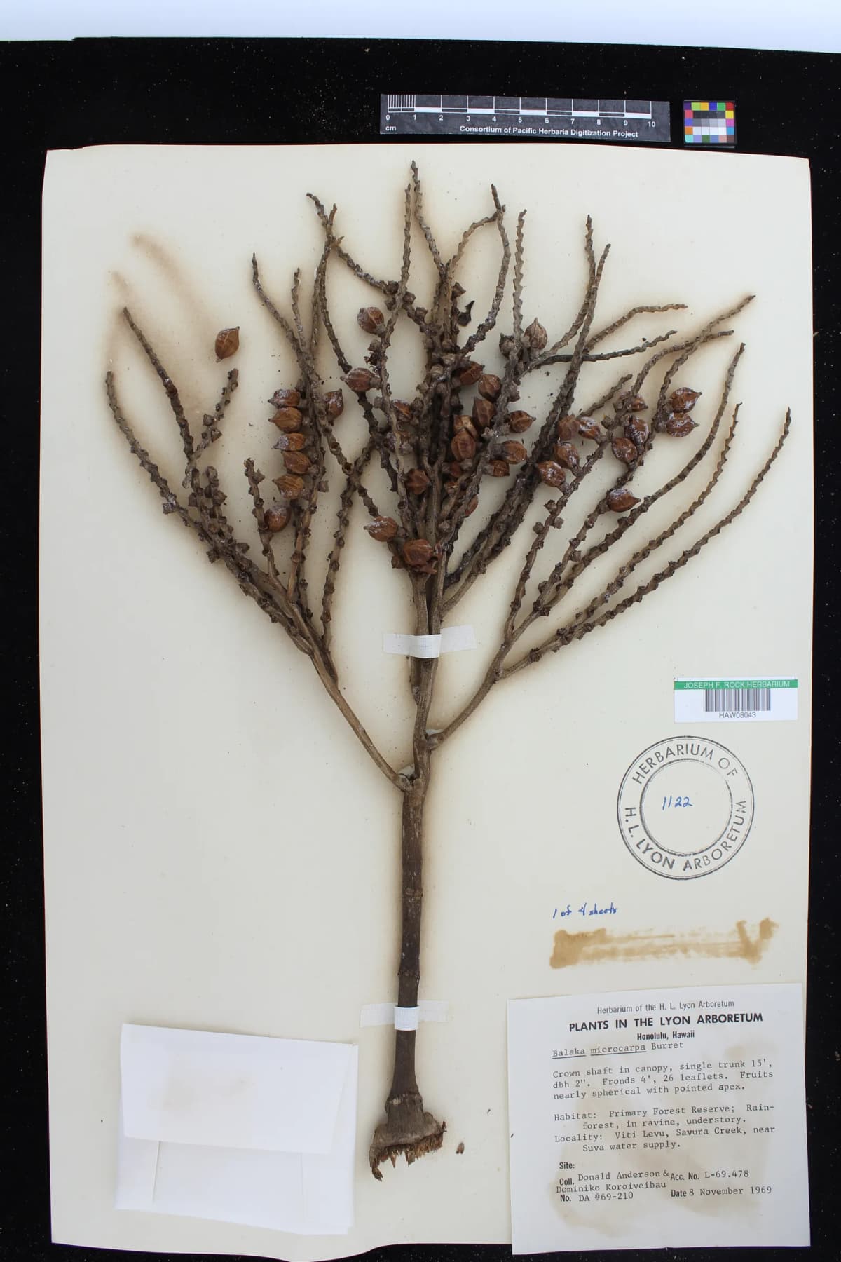 Botanical specimen of Balaka Microcarpa.