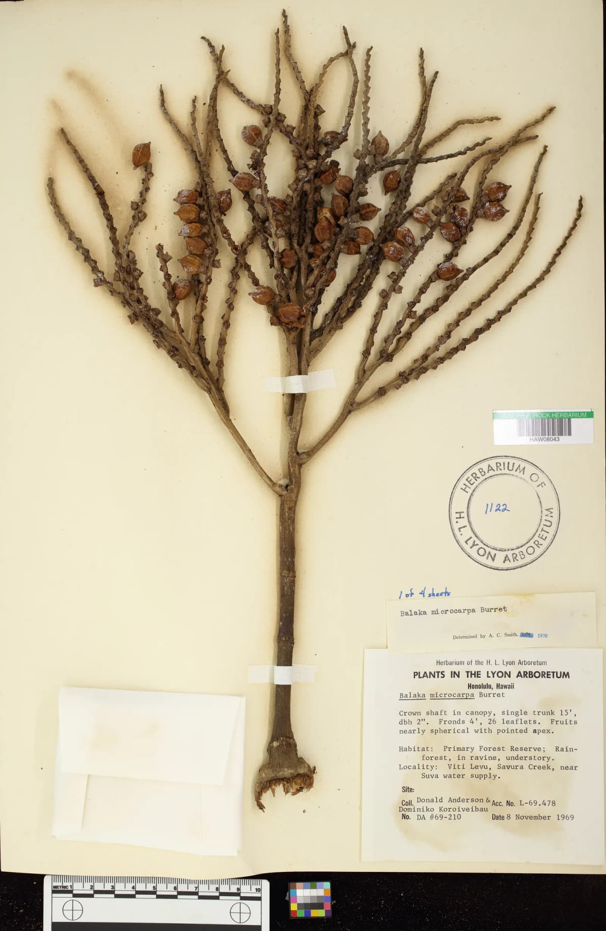 Botanical specimen of Balaka Microcarpa.