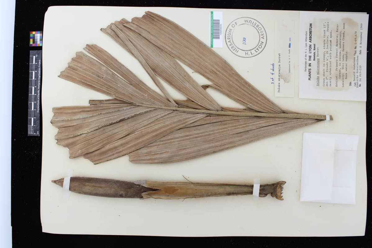 Botanical specimen of Balaka Microcarpa.
