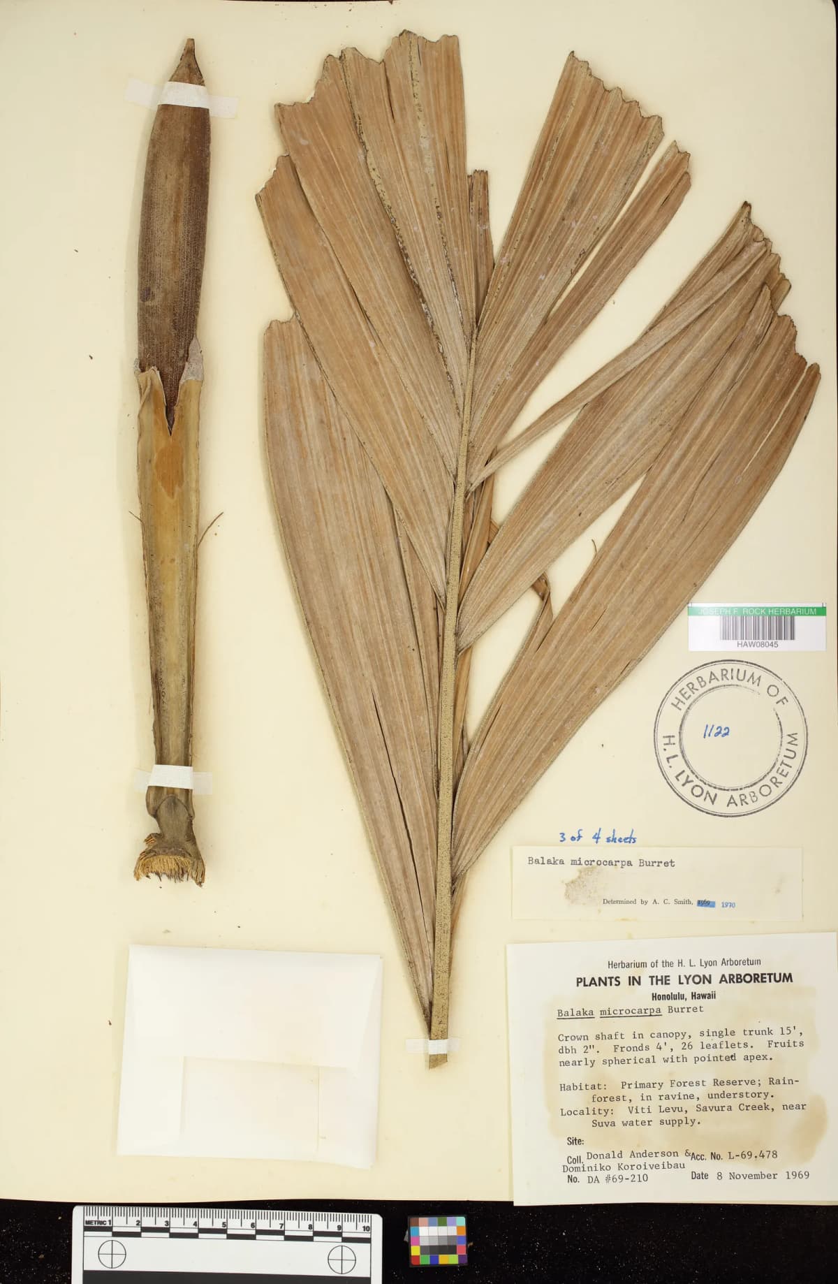 Botanical specimen of Balaka Microcarpa.