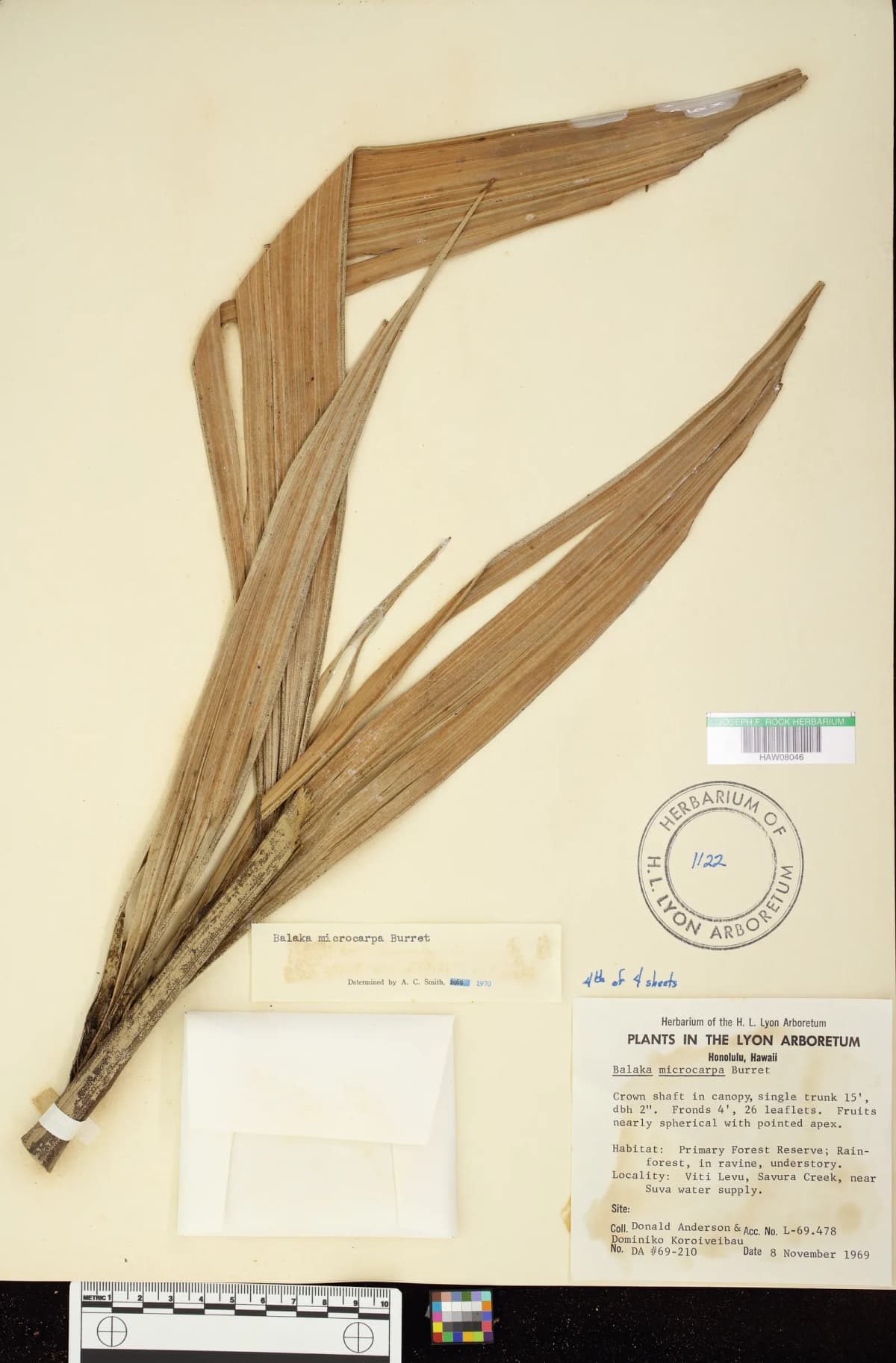 Botanical specimen of Balaka Microcarpa.
