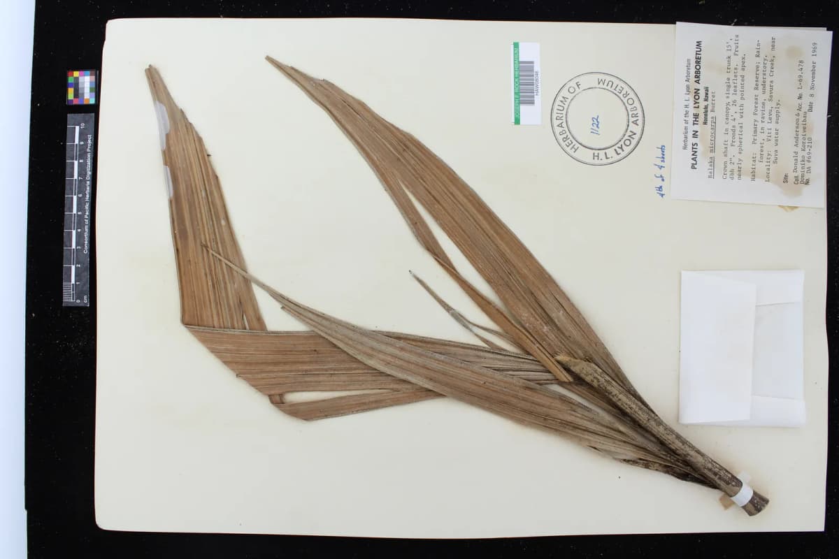 Botanical specimen of Balaka Microcarpa.