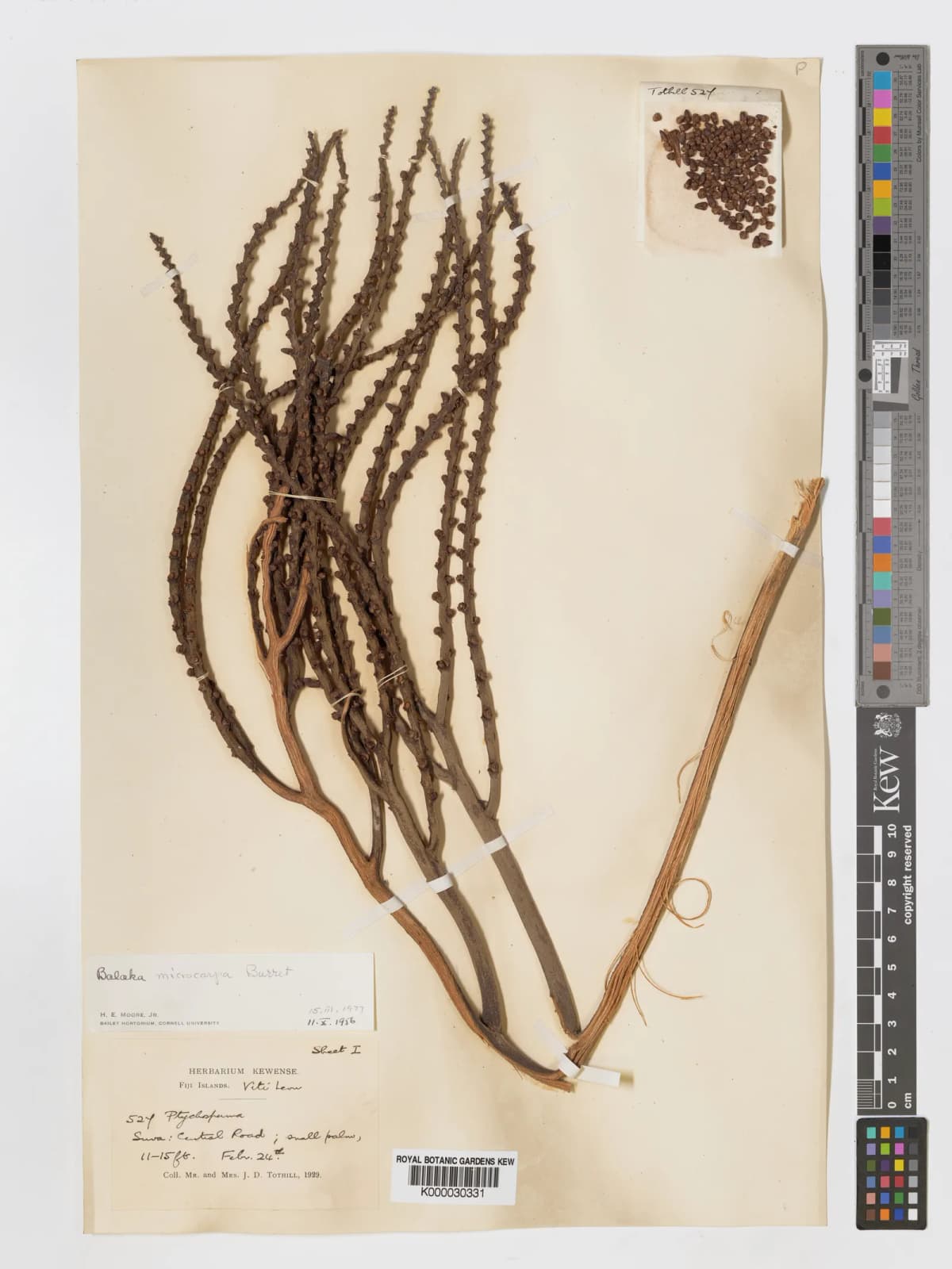 Botanical specimen of Balaka Microcarpa.