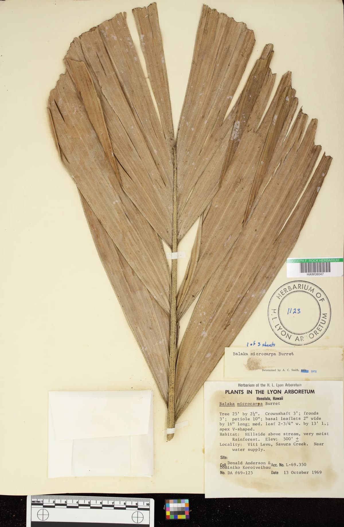 Botanical specimen of Balaka Microcarpa.