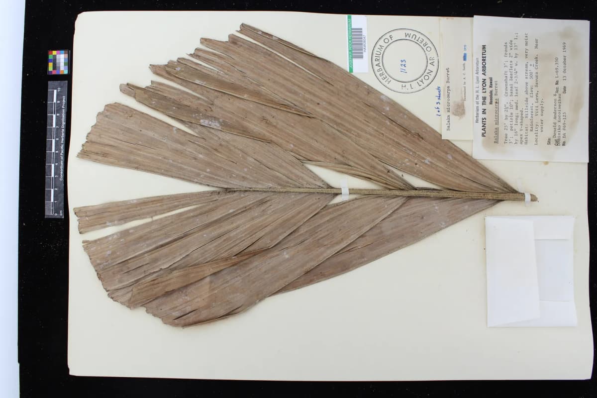 Botanical specimen of Balaka Microcarpa.