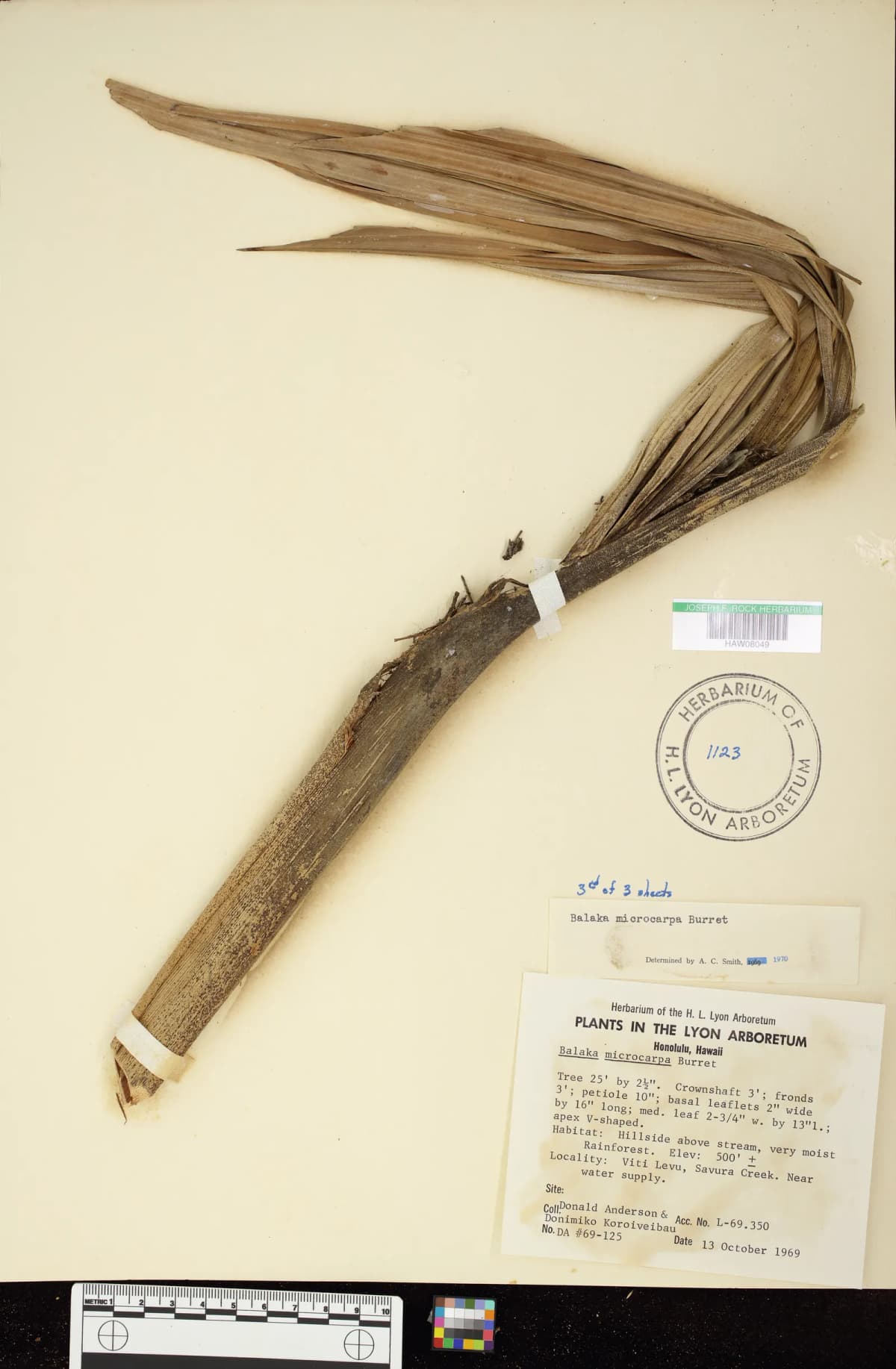 Botanical specimen of Balaka Microcarpa.