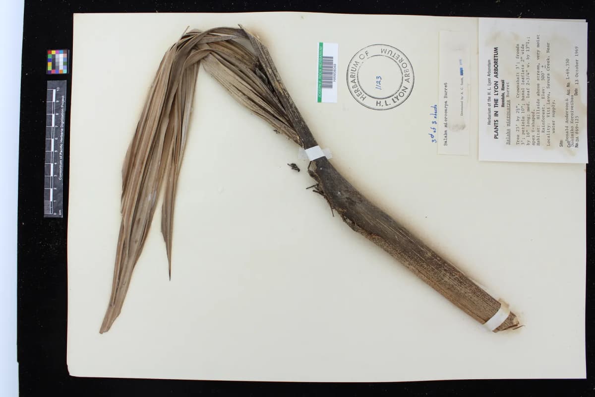 Botanical specimen of Balaka Microcarpa.