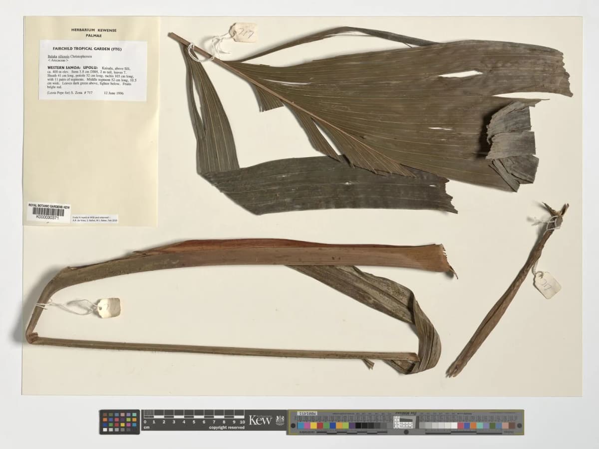 Botanical specimen of Balaka Samoensis.