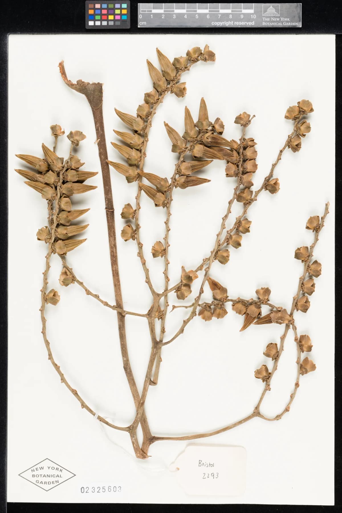Botanical specimen of Balaka Samoensis.