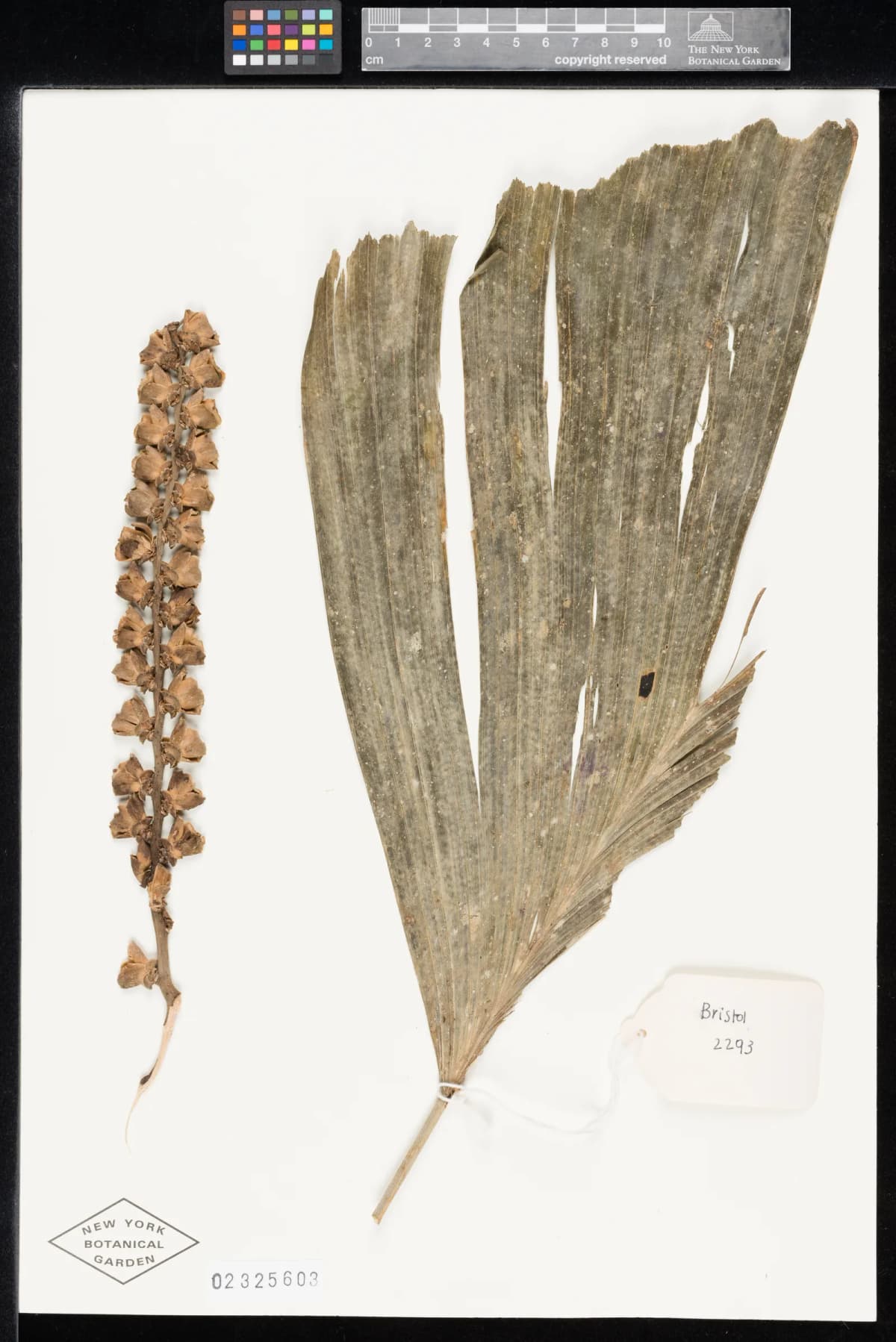 Botanical specimen of Balaka Samoensis.