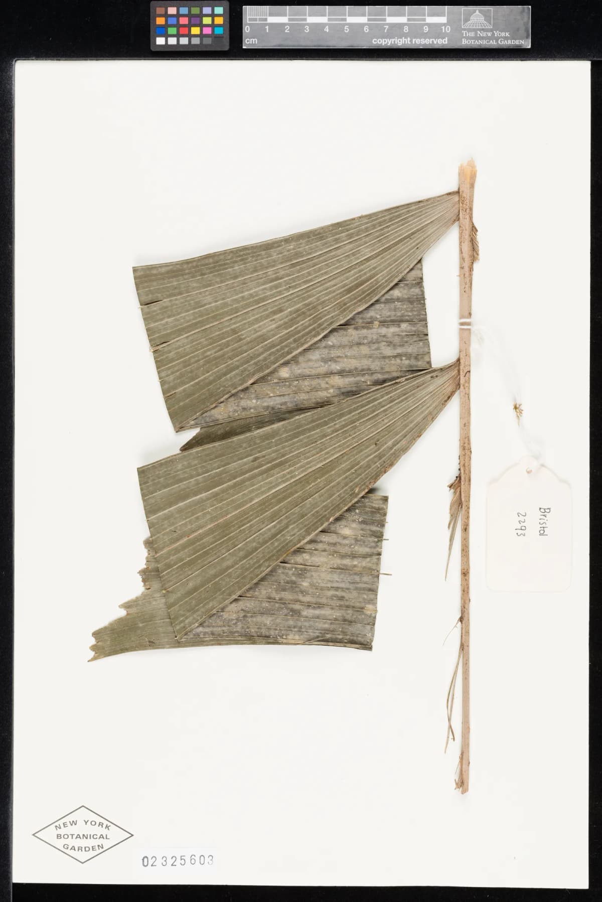 Botanical specimen of Balaka Samoensis.