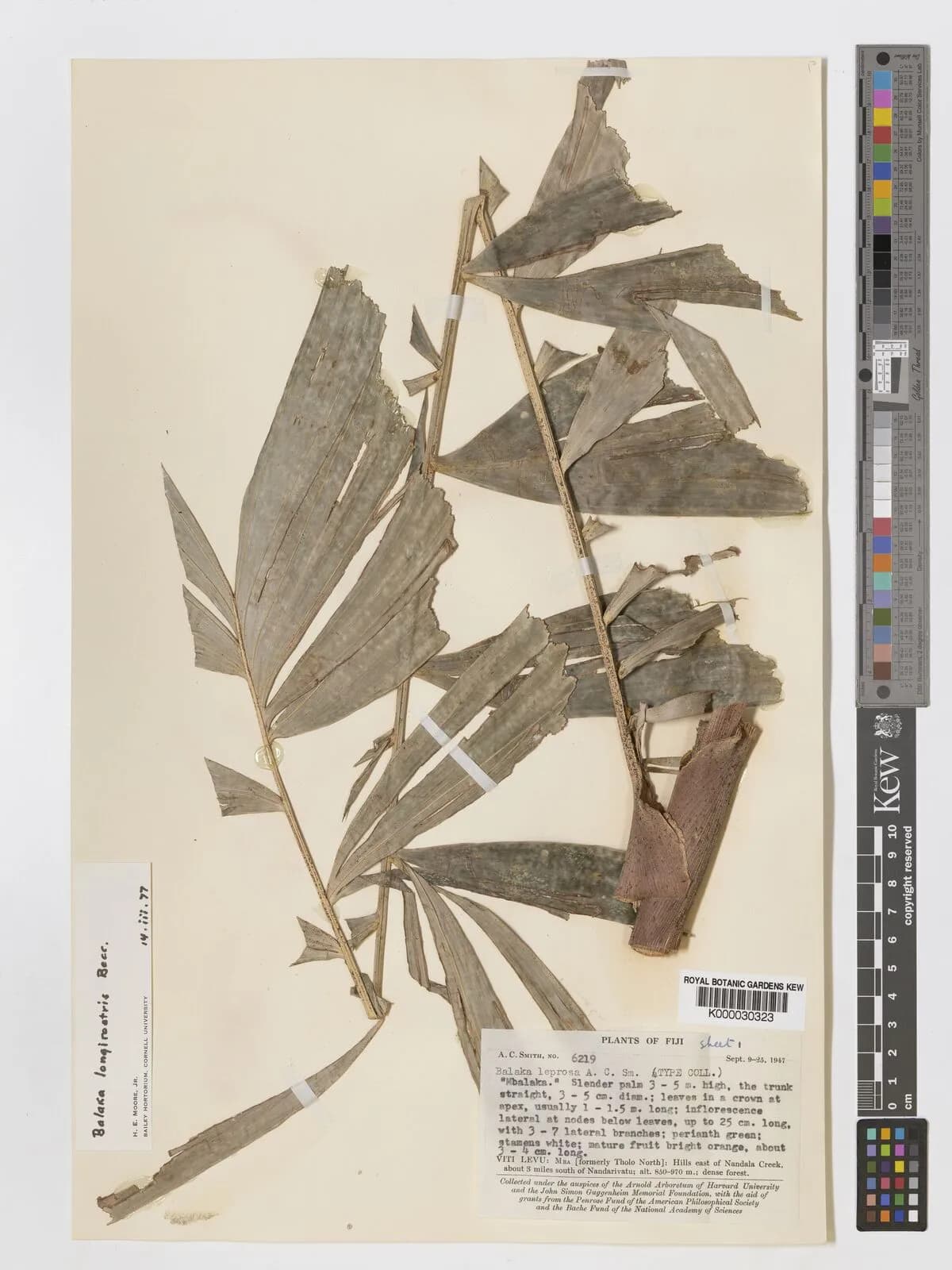Botanical specimen of Balaka Samoensis.