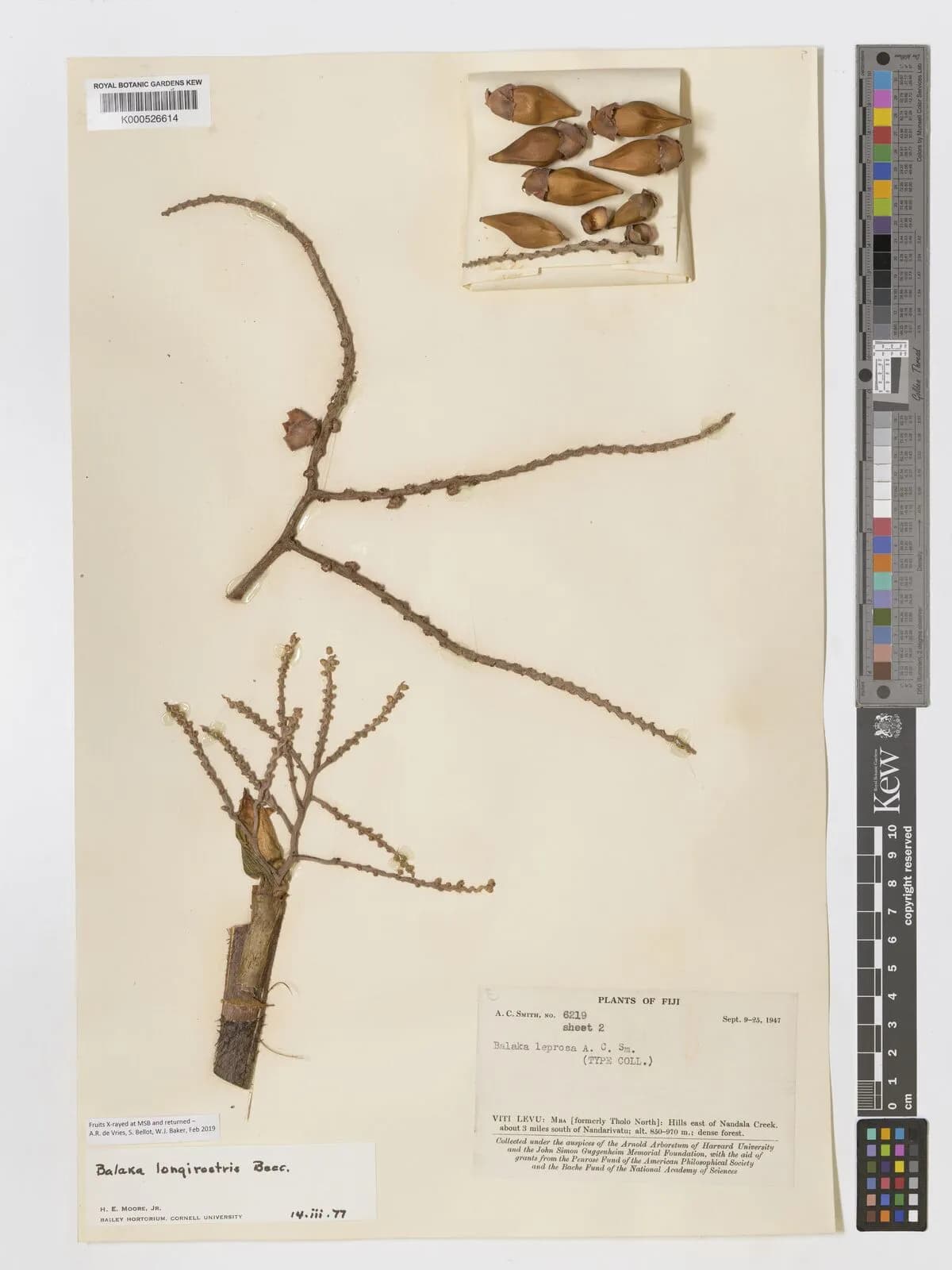 Botanical specimen of Balaka Samoensis.