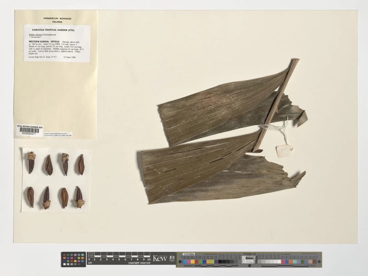 Botanical specimen of Balaka Samoensis.