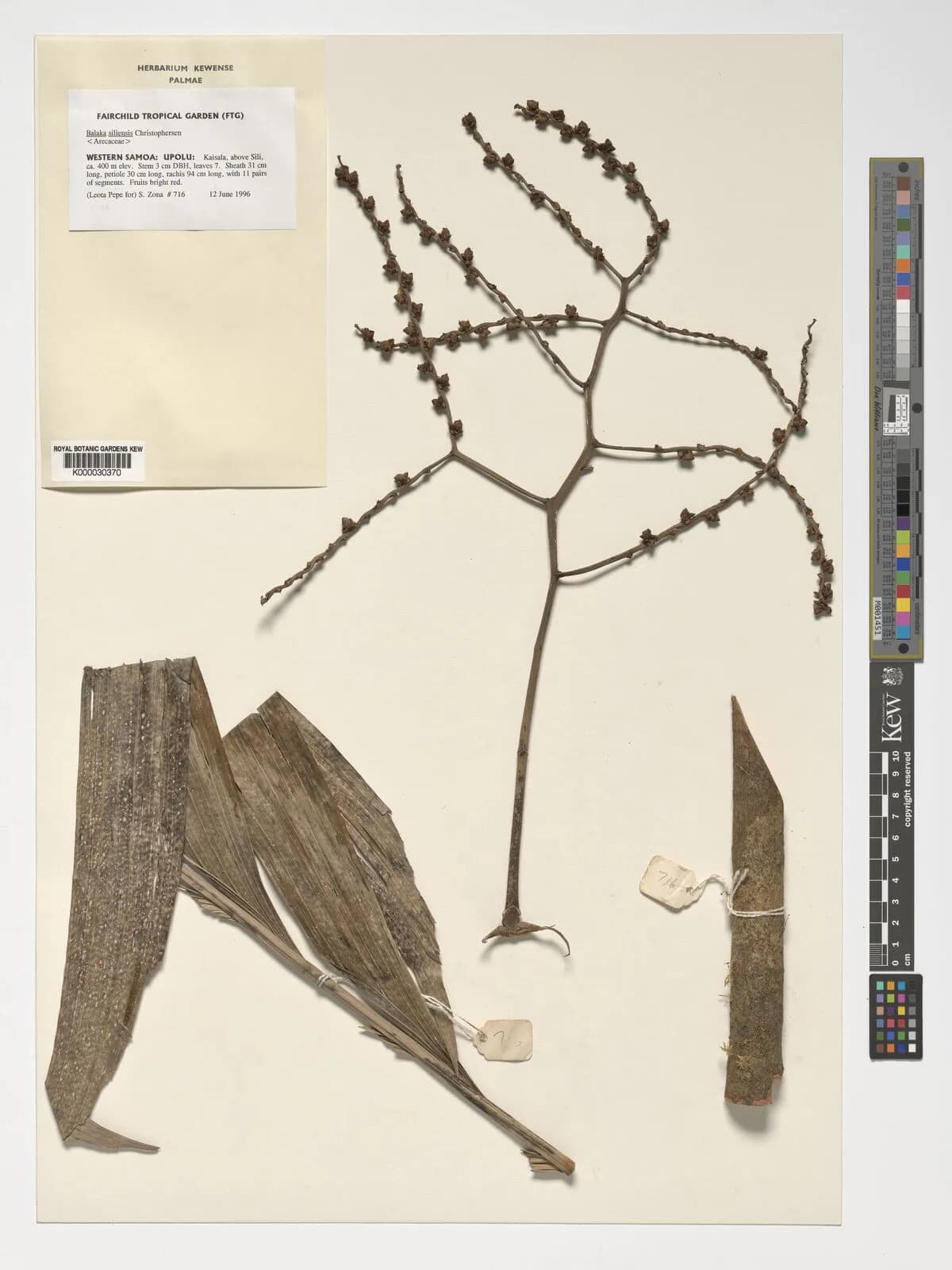 Botanical specimen of Balaka Samoensis.