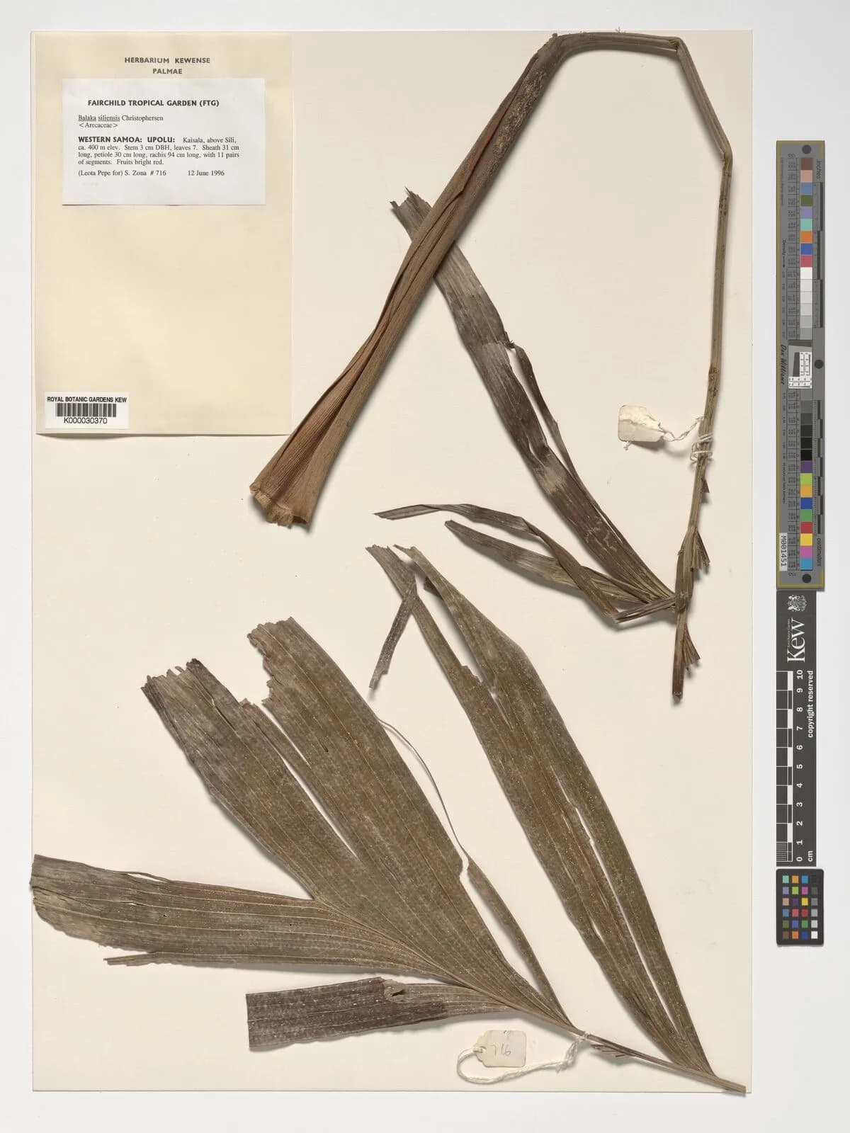 Botanical specimen of Balaka Samoensis.