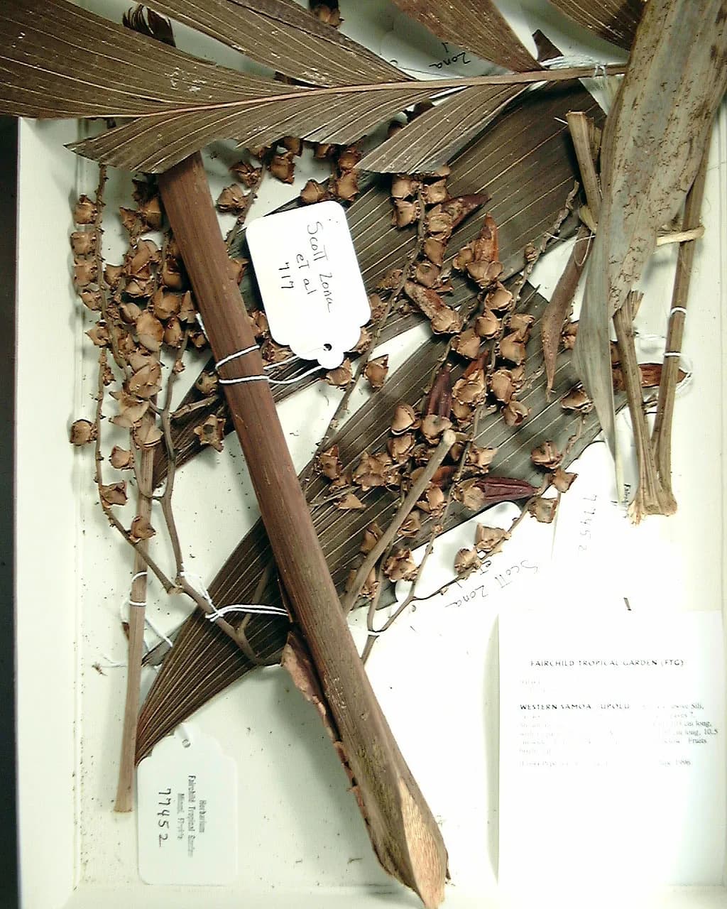 Botanical specimen of Balaka Samoensis.