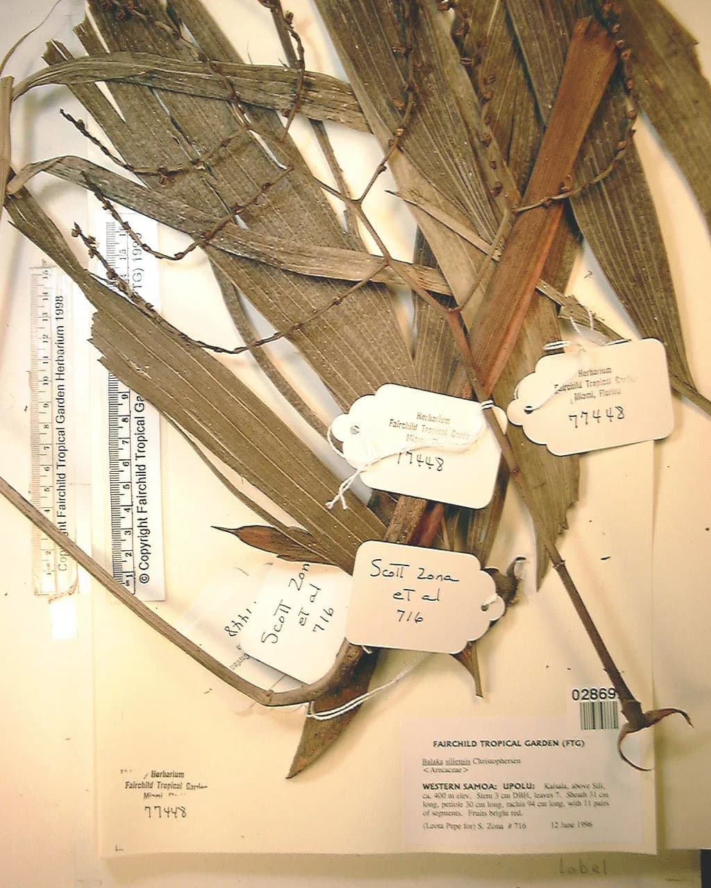 Botanical specimen of Balaka Samoensis.