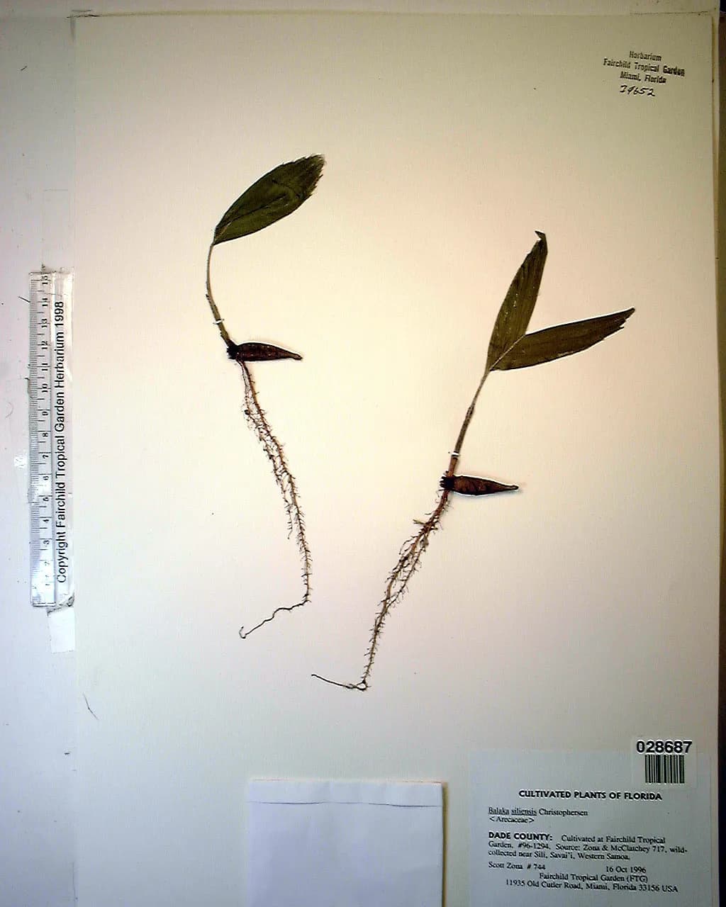 Botanical specimen of Balaka Samoensis.