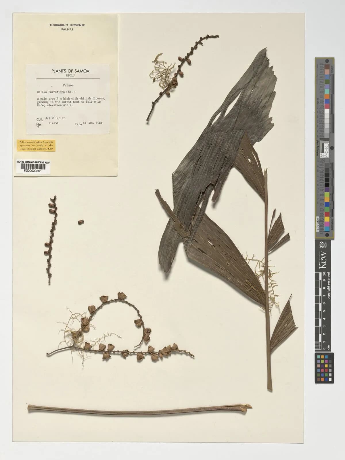 Botanical specimen of Balaka Samoensis.