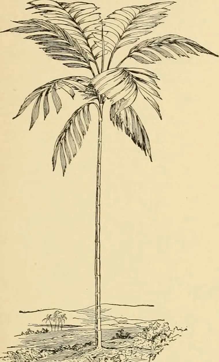Botanical specimen of Balaka Seemannii.