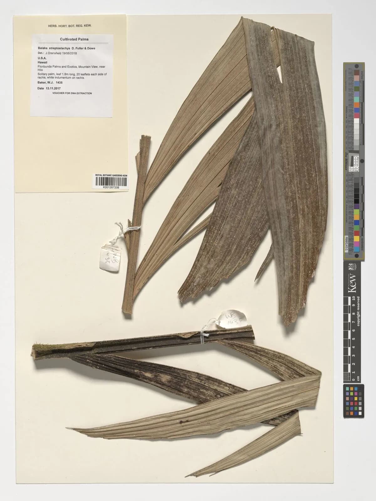 Botanical specimen of Balaka Streptostachys.