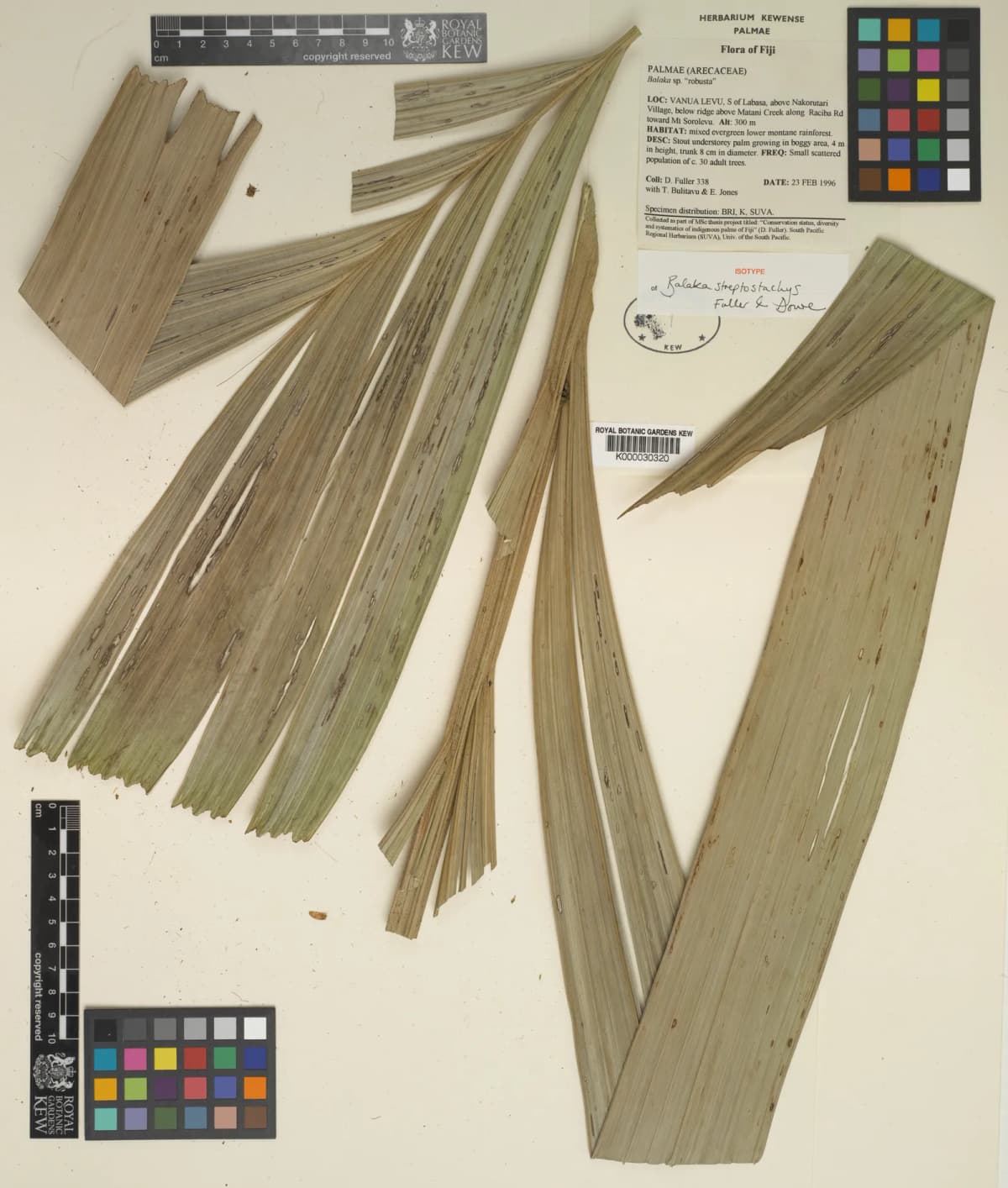 Botanical specimen of Balaka Streptostachys.
