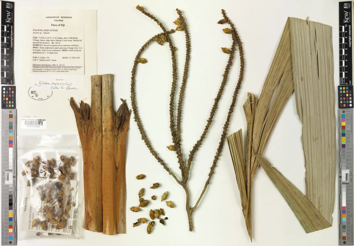 Botanical specimen of Balaka Streptostachys.
