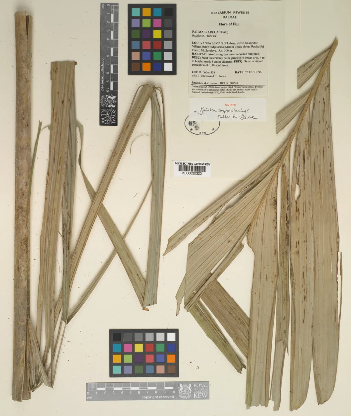 Botanical specimen of Balaka Streptostachys.