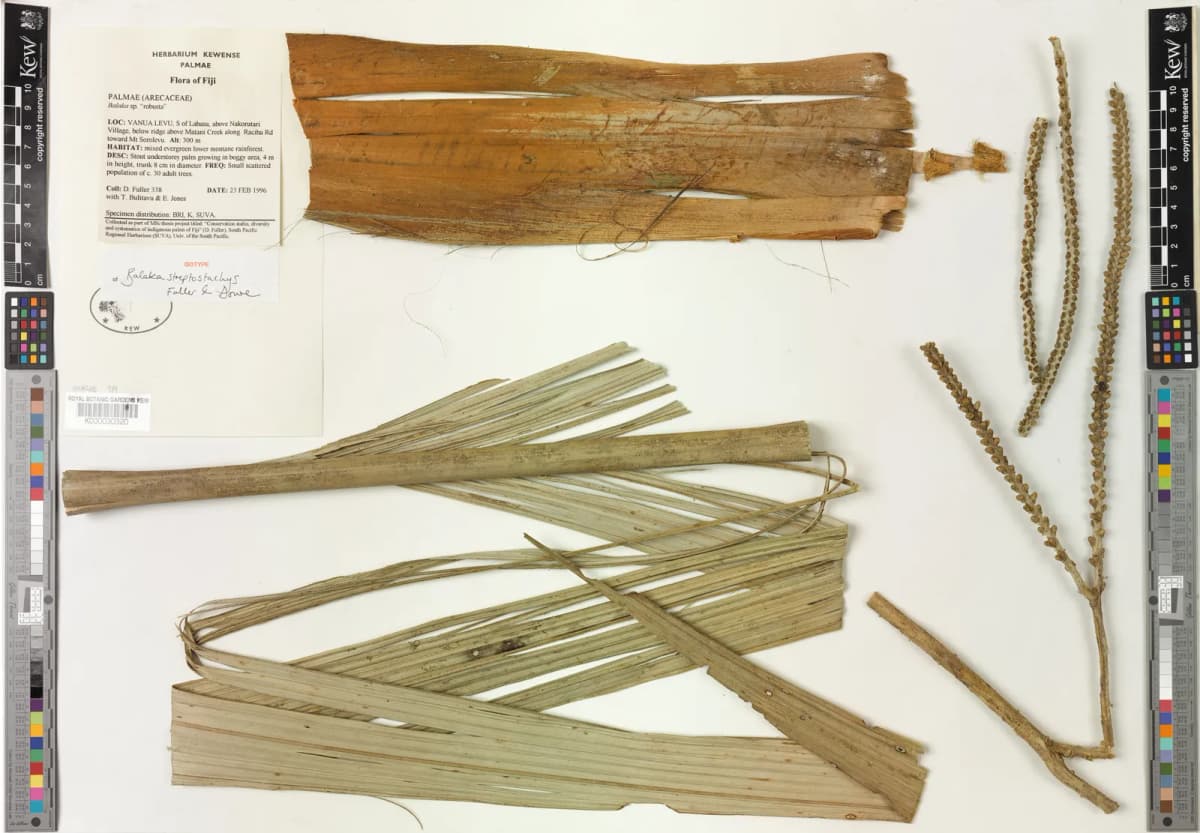 Botanical specimen of Balaka Streptostachys.