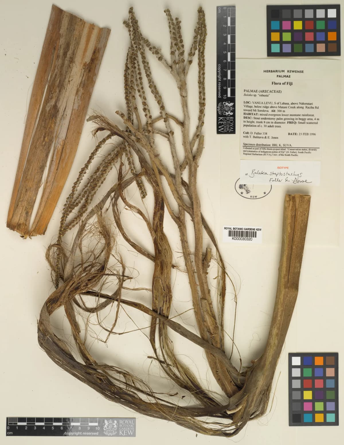 Botanical specimen of Balaka Streptostachys.