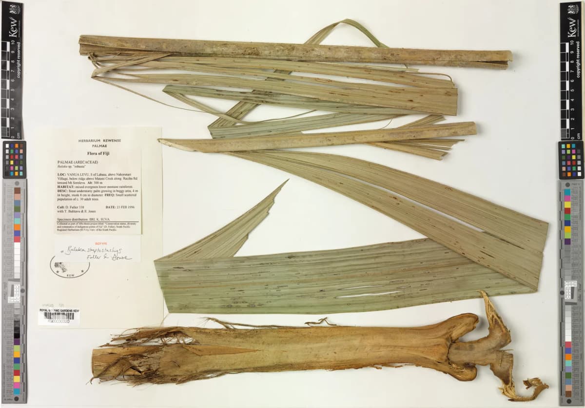 Botanical specimen of Balaka Streptostachys.