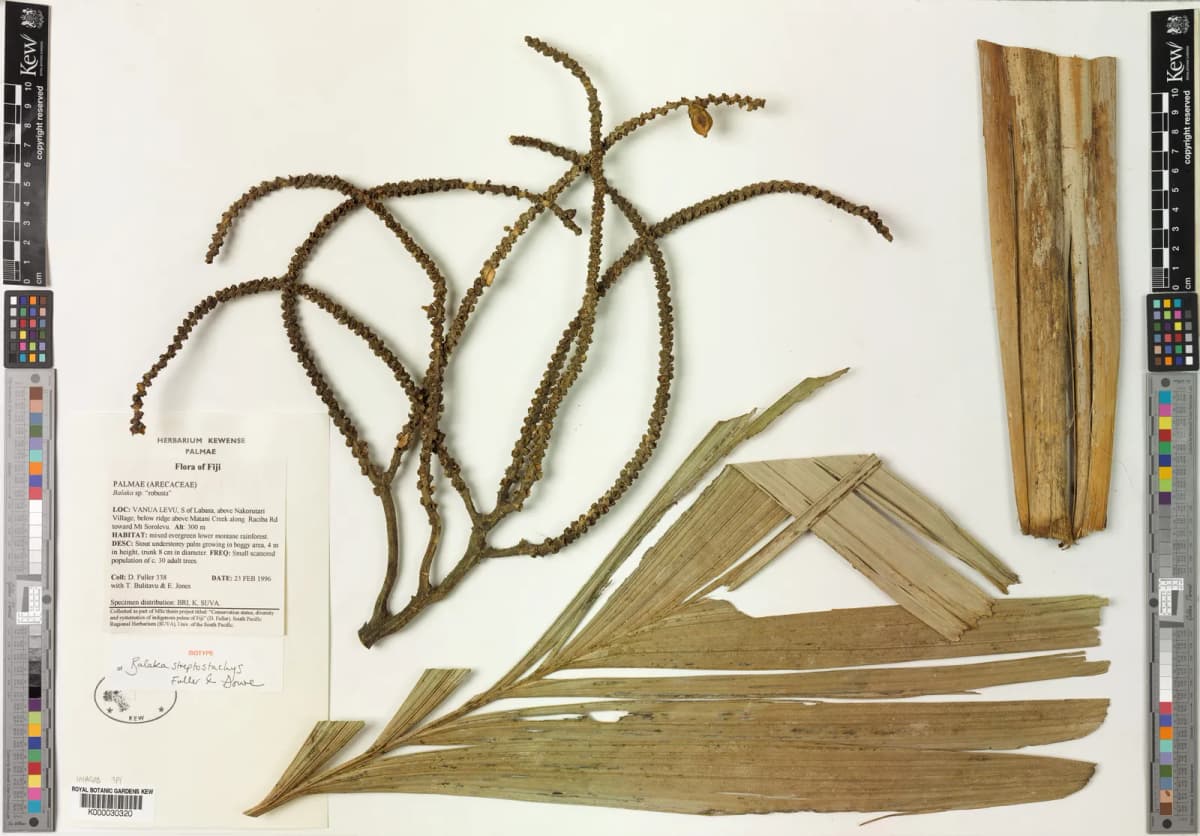 Botanical specimen of Balaka Streptostachys.