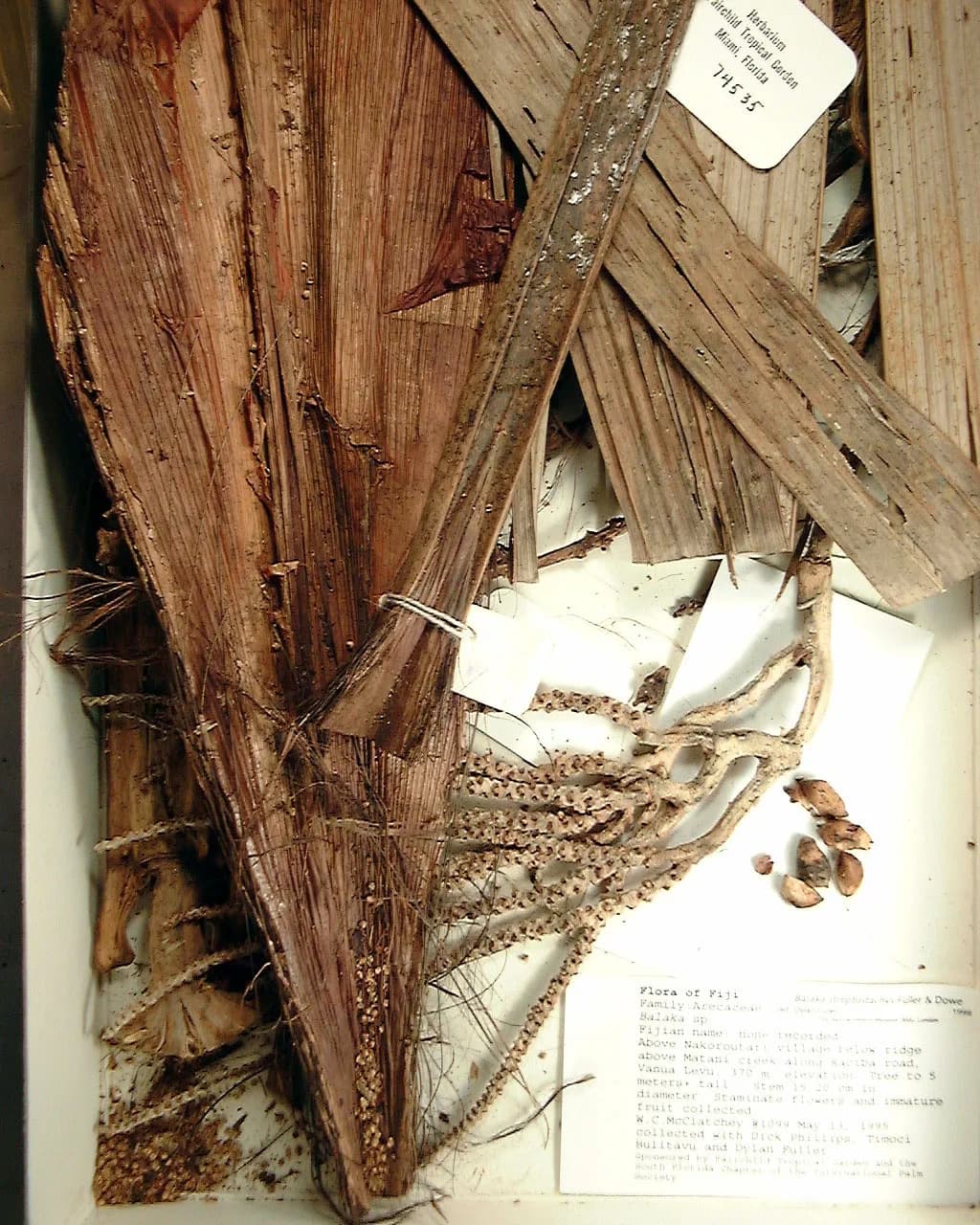 Botanical specimen of Balaka Streptostachys.