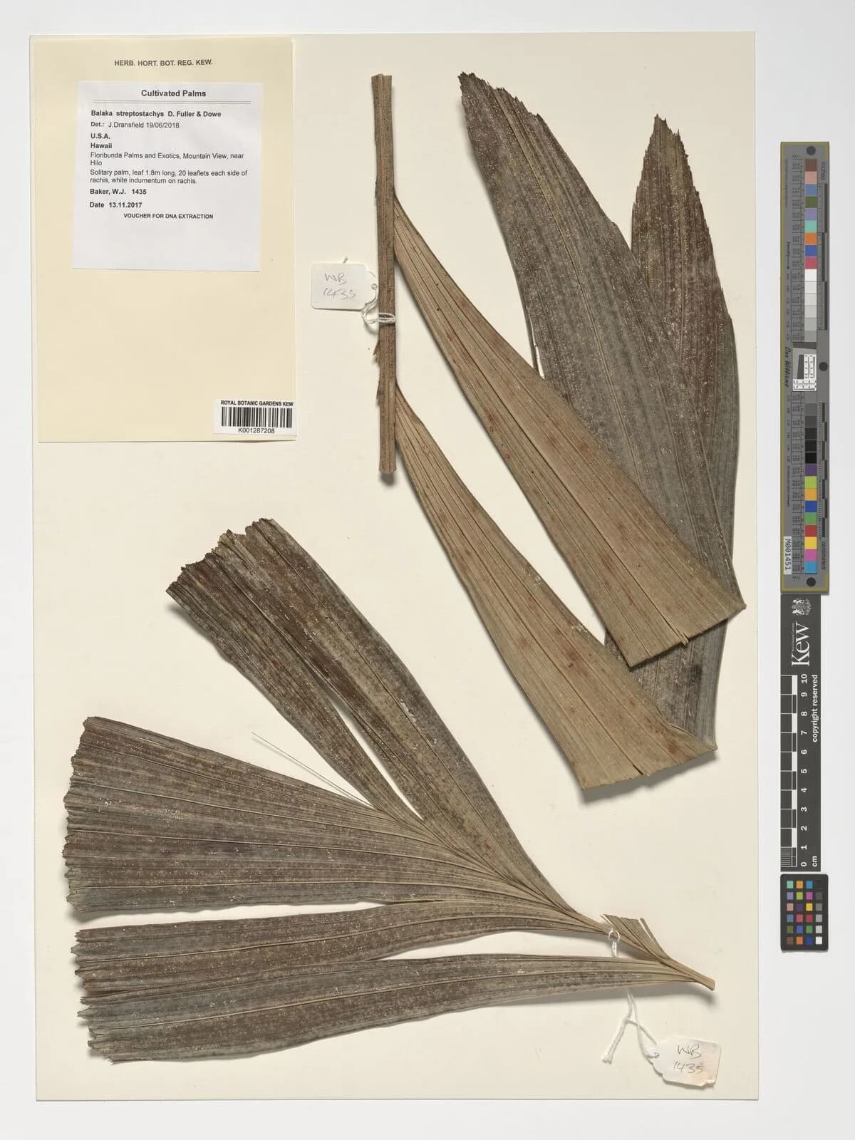 Botanical specimen of Balaka Streptostachys.