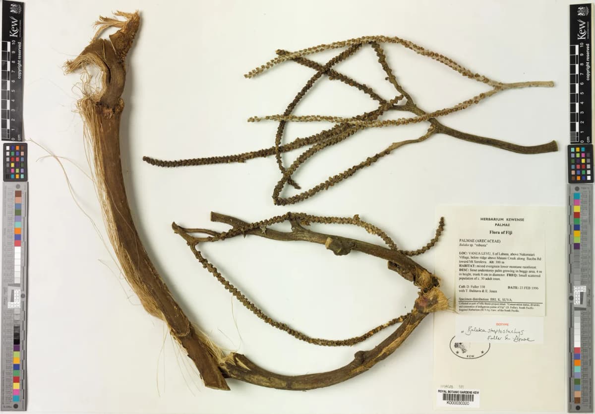 Botanical specimen of Balaka Streptostachys.