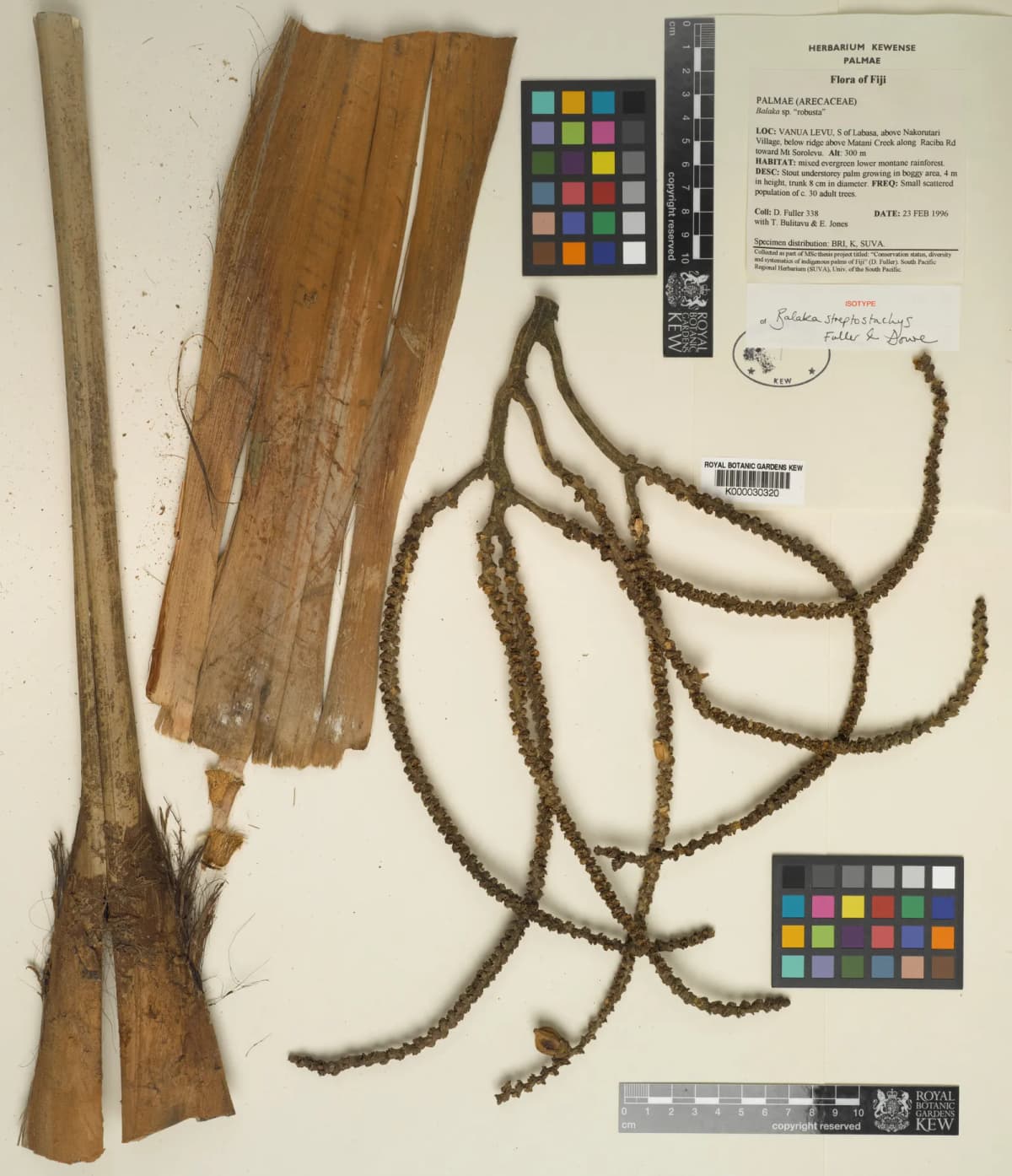 Botanical specimen of Balaka Streptostachys.